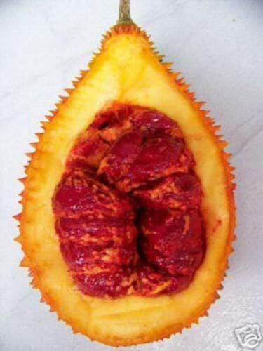 Organic Gac Fruit Seeds (Momordica Cochinchinensis) - Rare Exotic Vine Plant for Home Garden - 2 Premium Quality Seeds - Perfect for Asian Cooking, Health Supplements & Ornamental Planting