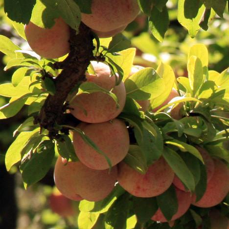 Organic Pluots - Fresh, Juicy & Sweet Hybrid Fruit for Healthy Snacks, Smoothies & Desserts | Perfect for Salads, Baking & Healthy Eating
