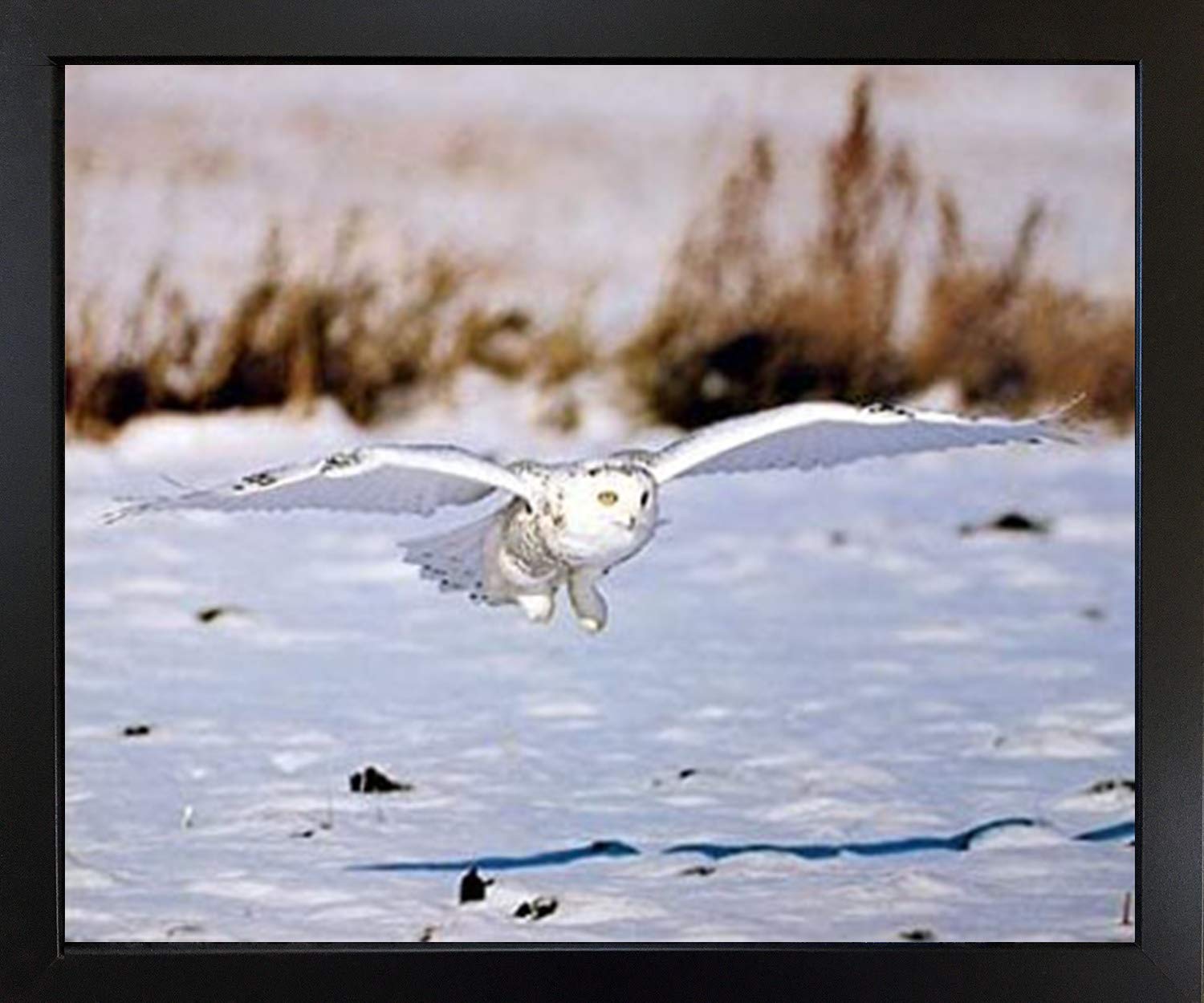 Snow White Owl Wildlife Animal Black Framed Wall Art Print (19x23) - Perfect for Living Room, Bedroom & Office Decor