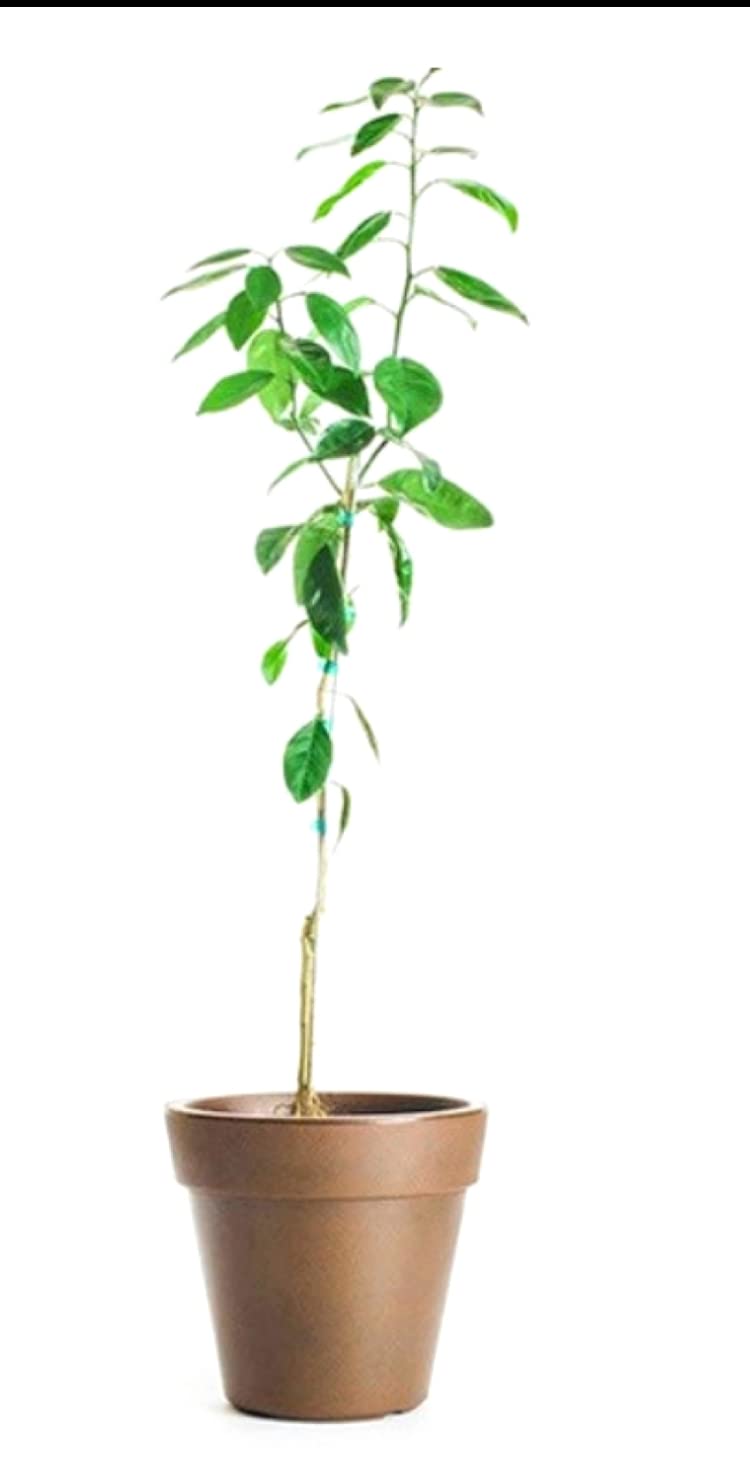 Premium Kishu Mandarin Tree - Grafted, 1-2 Feet Tall | Fresh Citrus Fruit Plant for Home Garden | No Shipping to AZ, CA, FL, LA, TX, HI, AK | Perfect for Patios, Backyards & Indoor Container Gardening