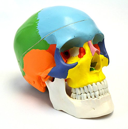 Life-Size 9-Inch Colored Human Skull Anatomical Model - 3-Part Medical Quality for Anatomy Study, Classroom Demonstration & Halloween Decor