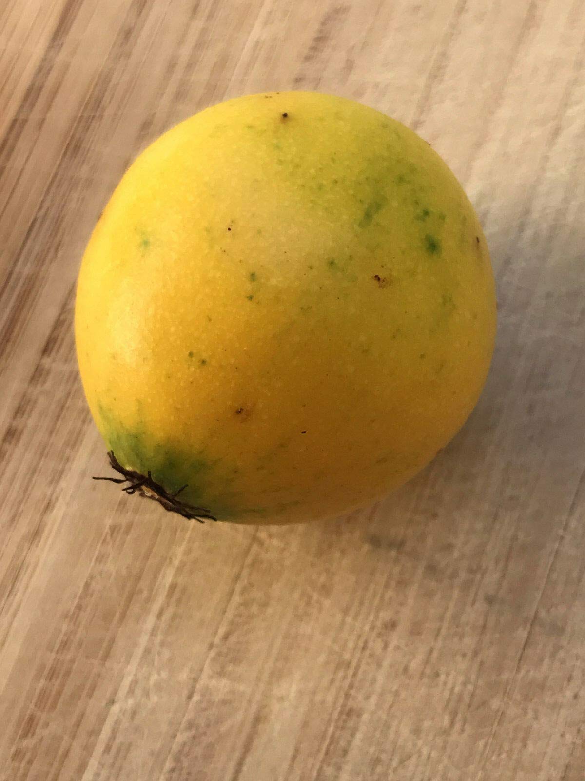 Lemon Drop Mangosteen Garcinia Intermedia Yellow Tropical Fruit Tree Plant - Rare Exotic Fruit Tree for Home Garden & Landscaping - Perfect for Tropical Climate Gardens, Backyard Orchards, and Fresh Fruit Lovers