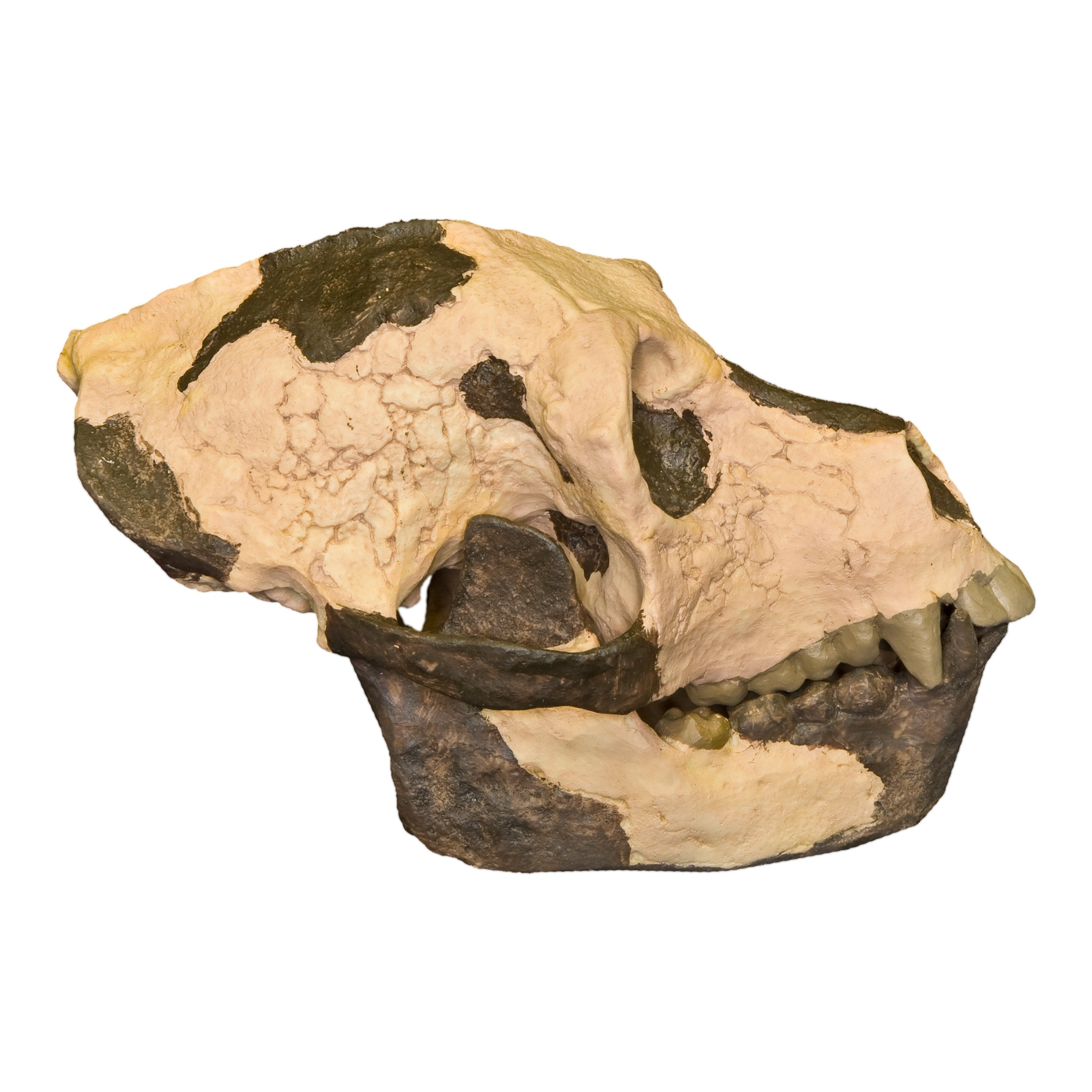 Replica Aegyptopithecus Zeuxis Skull - High Quality Fossil Reproduction for Science Education & Home Decor | Perfect for Classroom Display, Museum Exhibits & Paleontology Enthusiasts
