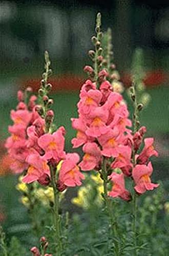 Snapdragon Rocket Pink Annual Flower Seeds - Vibrant Garden Blooms for Borders, Beds & Containers | Perfect for Home Gardens & Landscaping