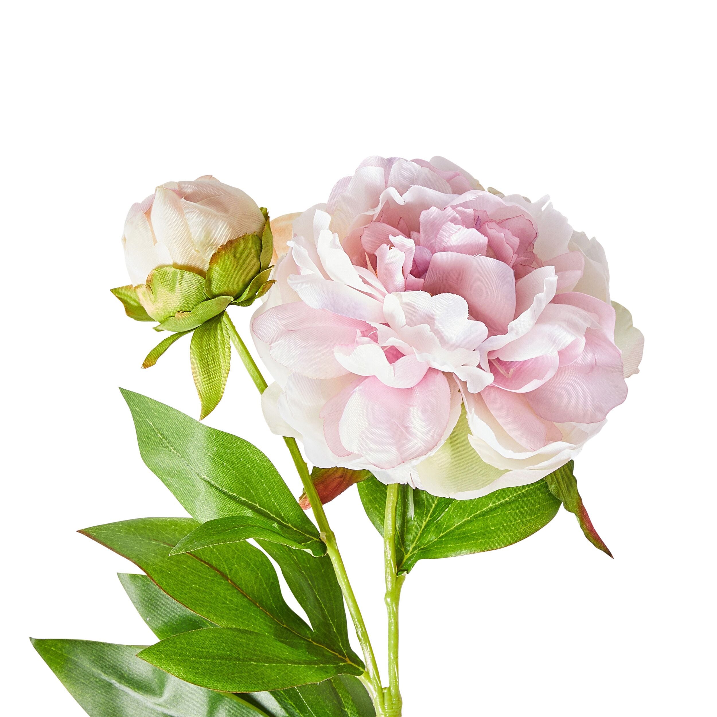 Acacia Peony Pale Pink x2 Blooms 67cm - Artificial Silk Flowers for Wedding Bouquets, Home Decor, and Floral Arrangements