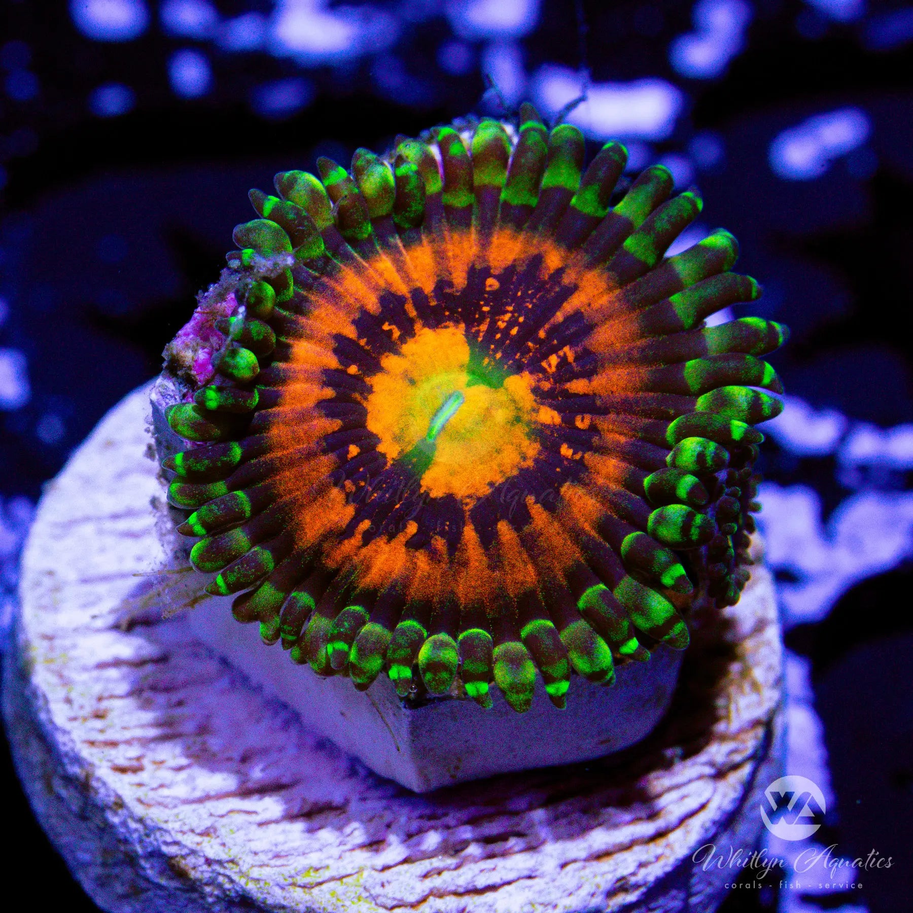Rainbow Incinerator Zoanthid Coral - Aquacultured for Saltwater Reef Tanks | Vibrant Coral for Aquarium Enthusiasts