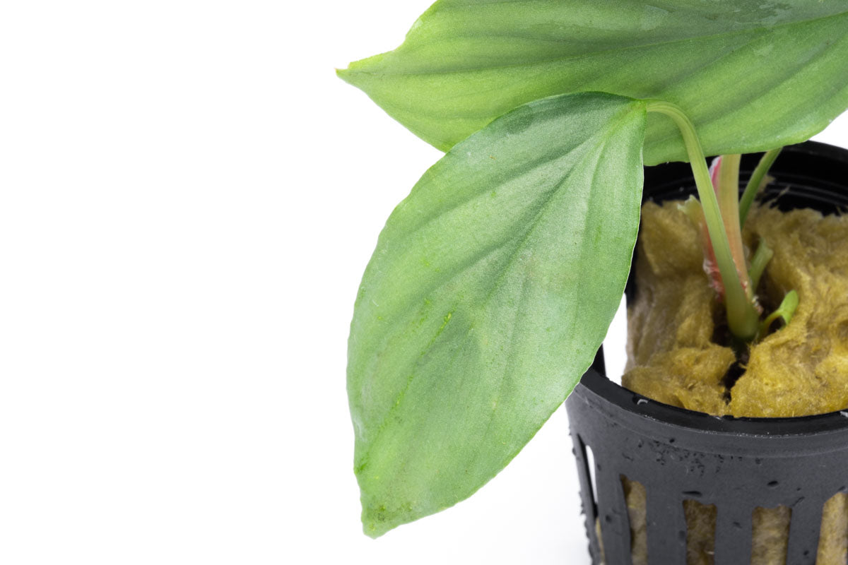 Homalomena Silver Plant - Tropical Indoor Houseplant for Home & Office Decor - Perfect for Living Room, Bedroom, and Workspace Greenery