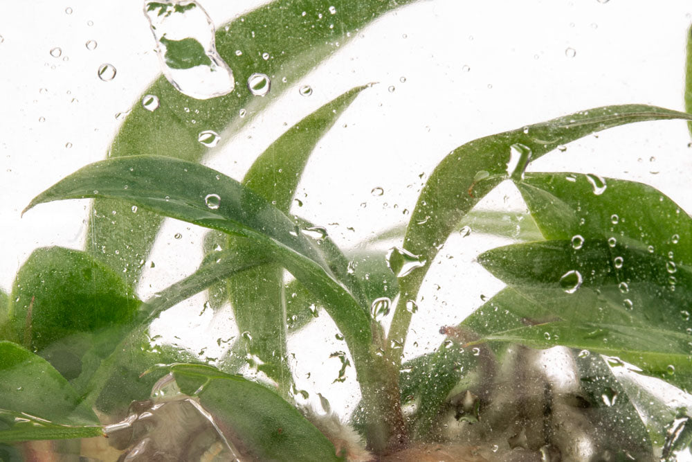 Philodendron Caramel Marble - Rare Variegated Houseplant for Home & Office Decor | Perfect for Indoor Gardens, Living Rooms & Gift Giving