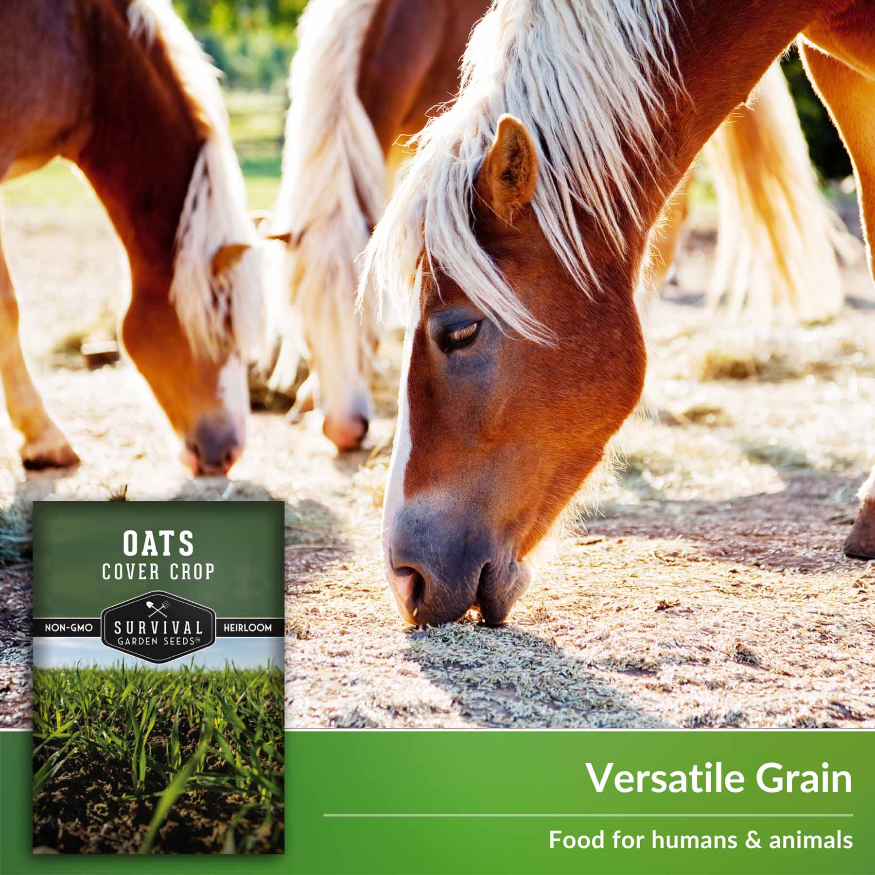 Organic Oat Seeds for Cover Crops - Improve Soil Health & Erosion Control | Perfect for Garden, Farm & Sustainable Agriculture