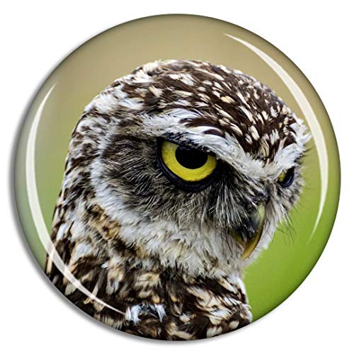 Little Owl