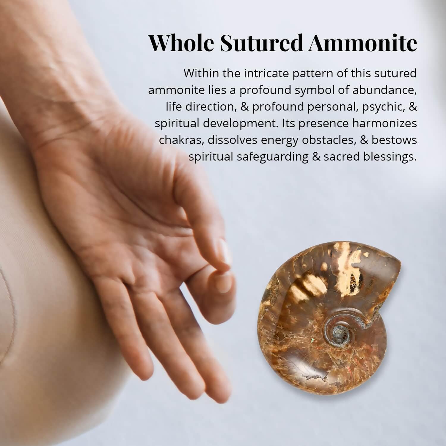 Red Ammonite Figurine - Small Home Decor for Indoor & Outdoor | Unique Birthday Gift Idea | Perfect for Living Room, Garden & Office Desk Decor