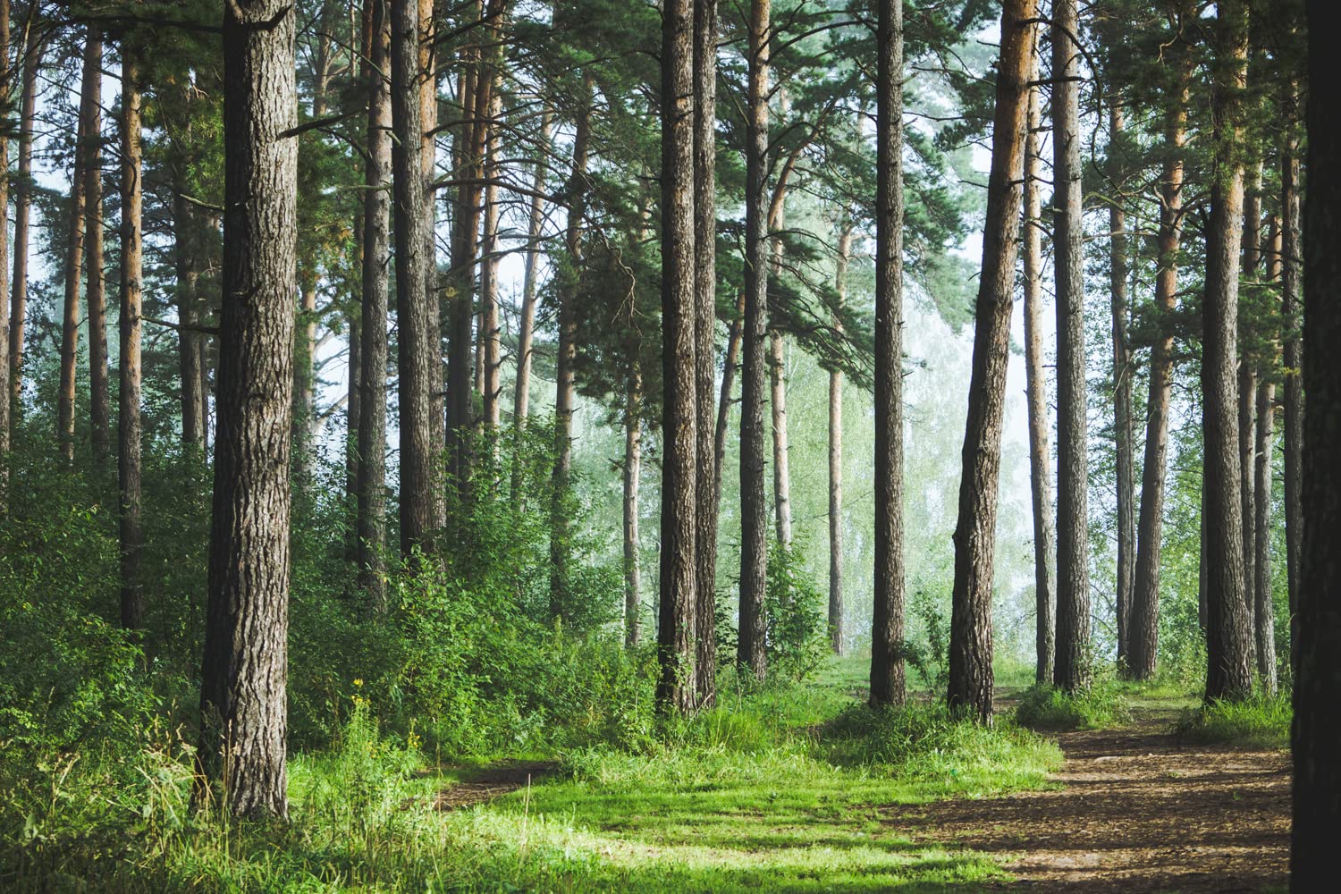 Bormia Forest Landscape Wall Mural Wallpaper - 195