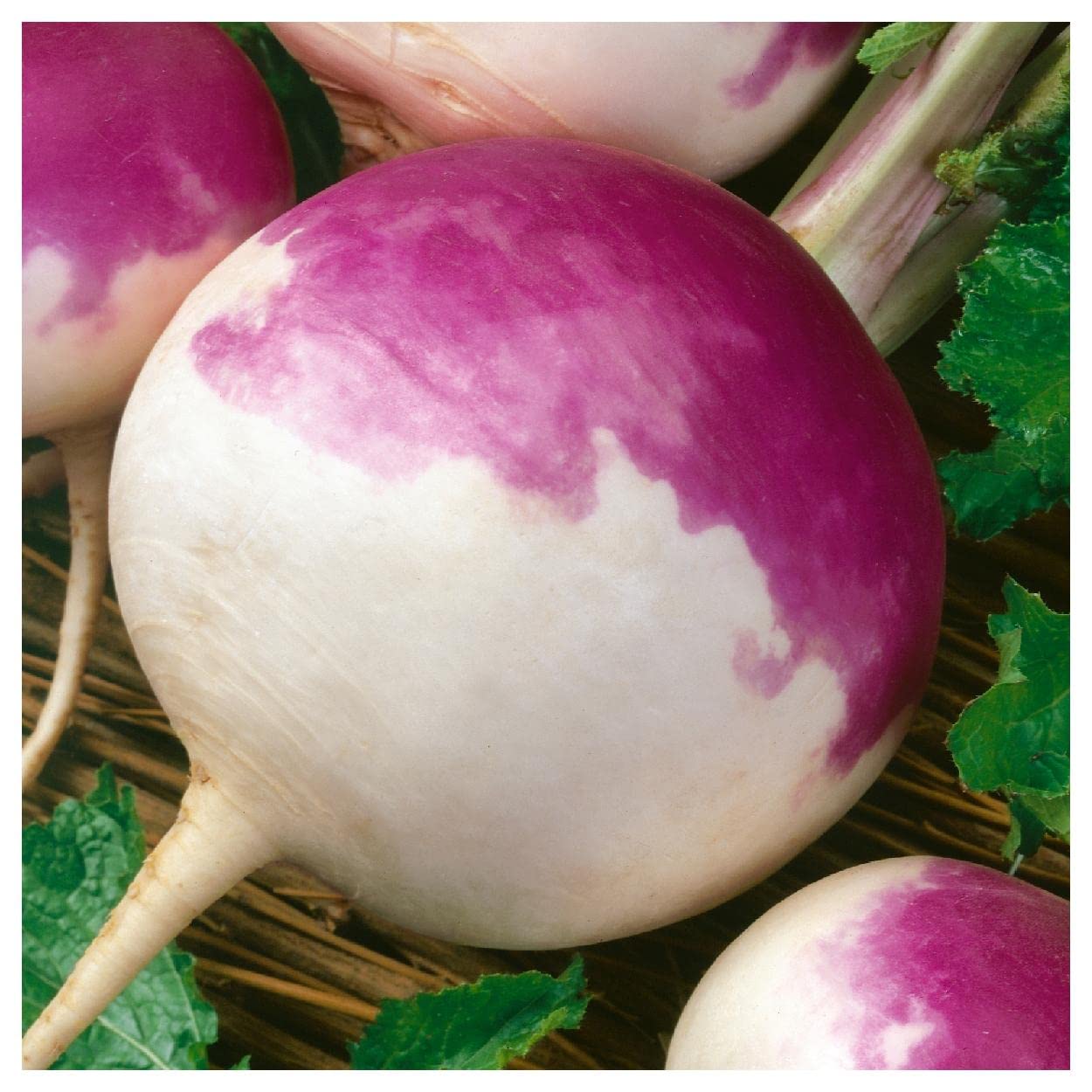 Everwilde Farms - 1/4 Lb Organic Purple Top White Globe Turnip Seeds - Non-GMO, Heirloom - Perfect for Home Gardening, Vegetable Patches & Sustainable Farming
