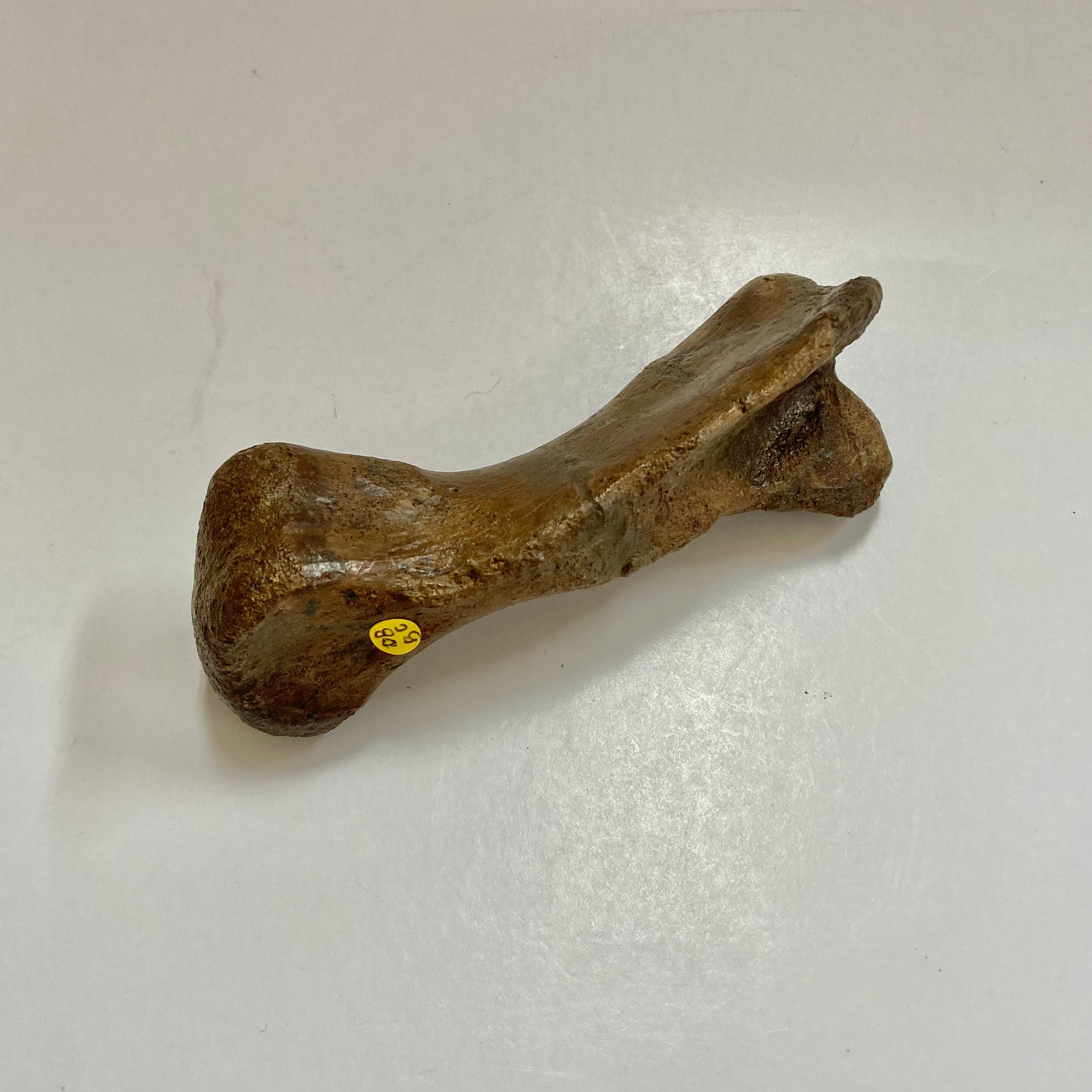 Authentic Thescelosaurus Metatarsal Toe Bone Fossil - Rare Dinosaur Relic for Paleontology Enthusiasts & Collectors - Perfect for Museum Displays, Educational Projects & Fossil Collections