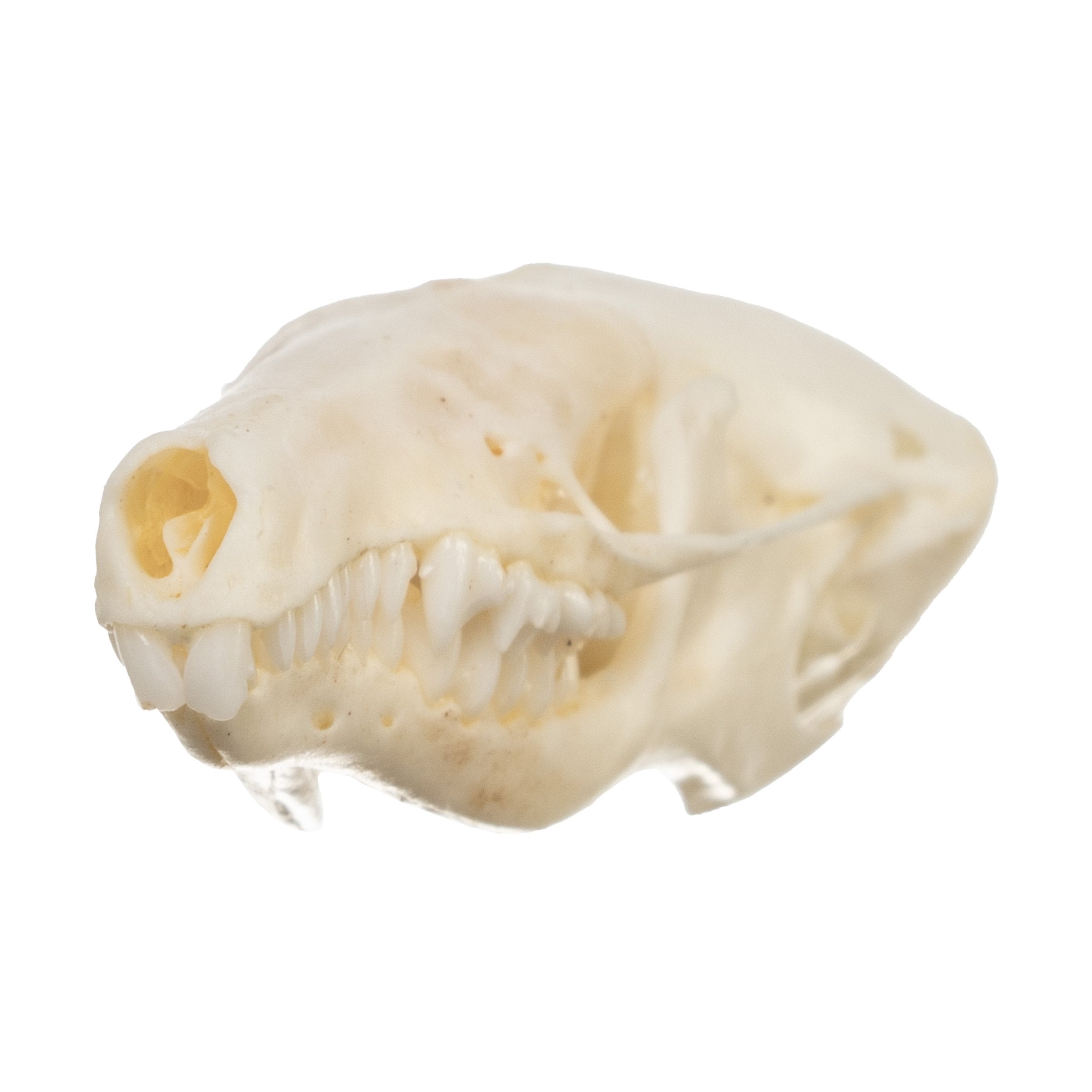 Authentic Townsend's Mole Skull - High-Quality Animal Specimen for Science Education, Taxidermy & Collectors | Perfect for Biology Classrooms, Museum Displays & Oddity Collections