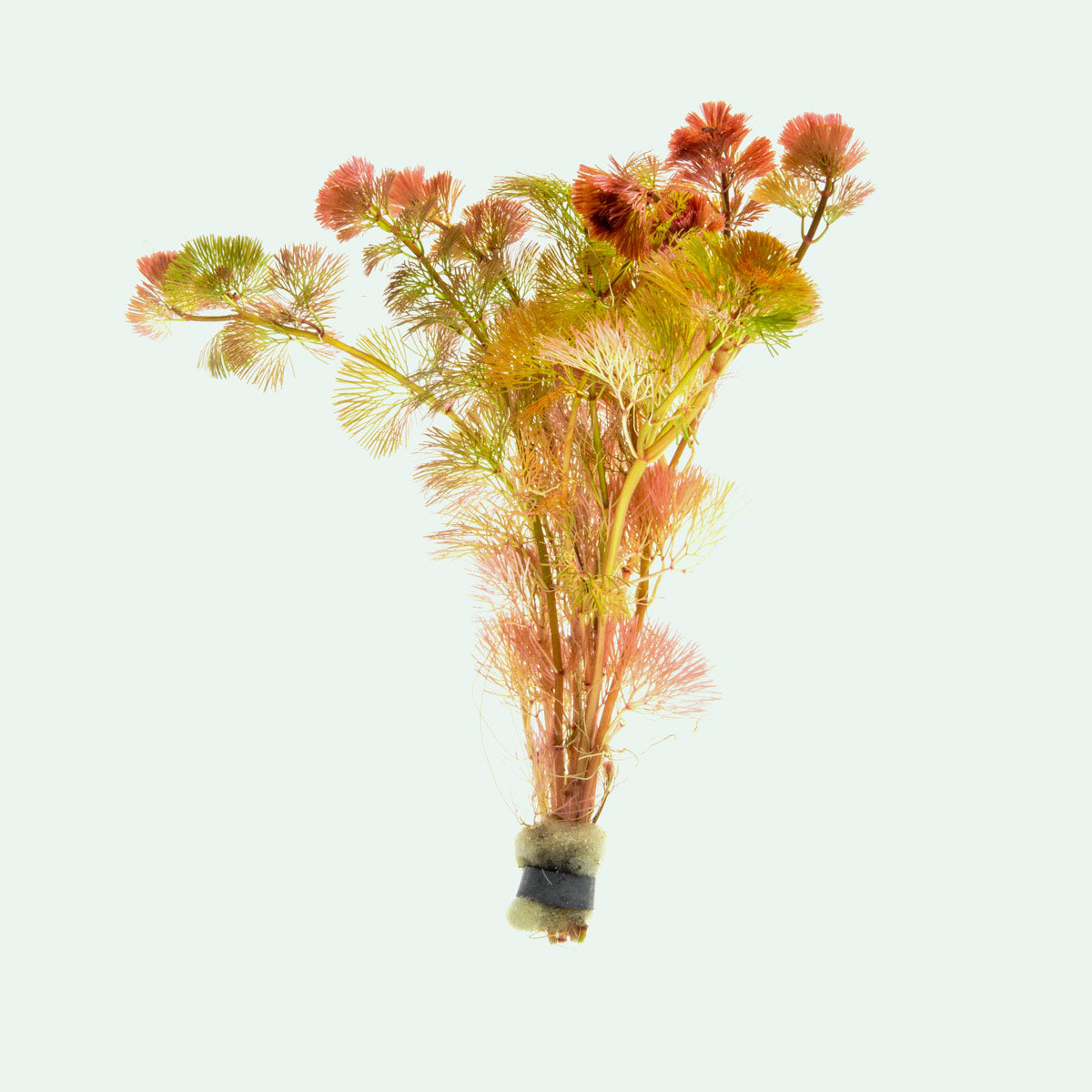 Cabomba Piauhyensis Red - Live Aquatic Plant for Freshwater Aquariums | Perfect for Fish Tanks, Aquascaping & Water Gardens
