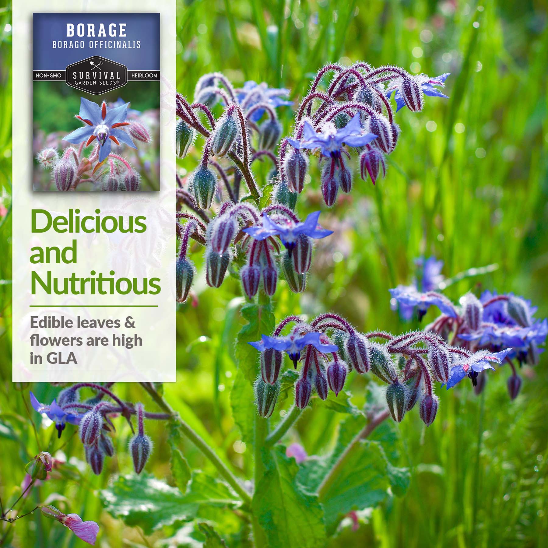 Organic Borage Seeds for Planting - Non-GMO, Heirloom Herb Seeds for Garden, Kitchen & Medicinal Use - Perfect for Teas, Salads, and Pollinator Gardens