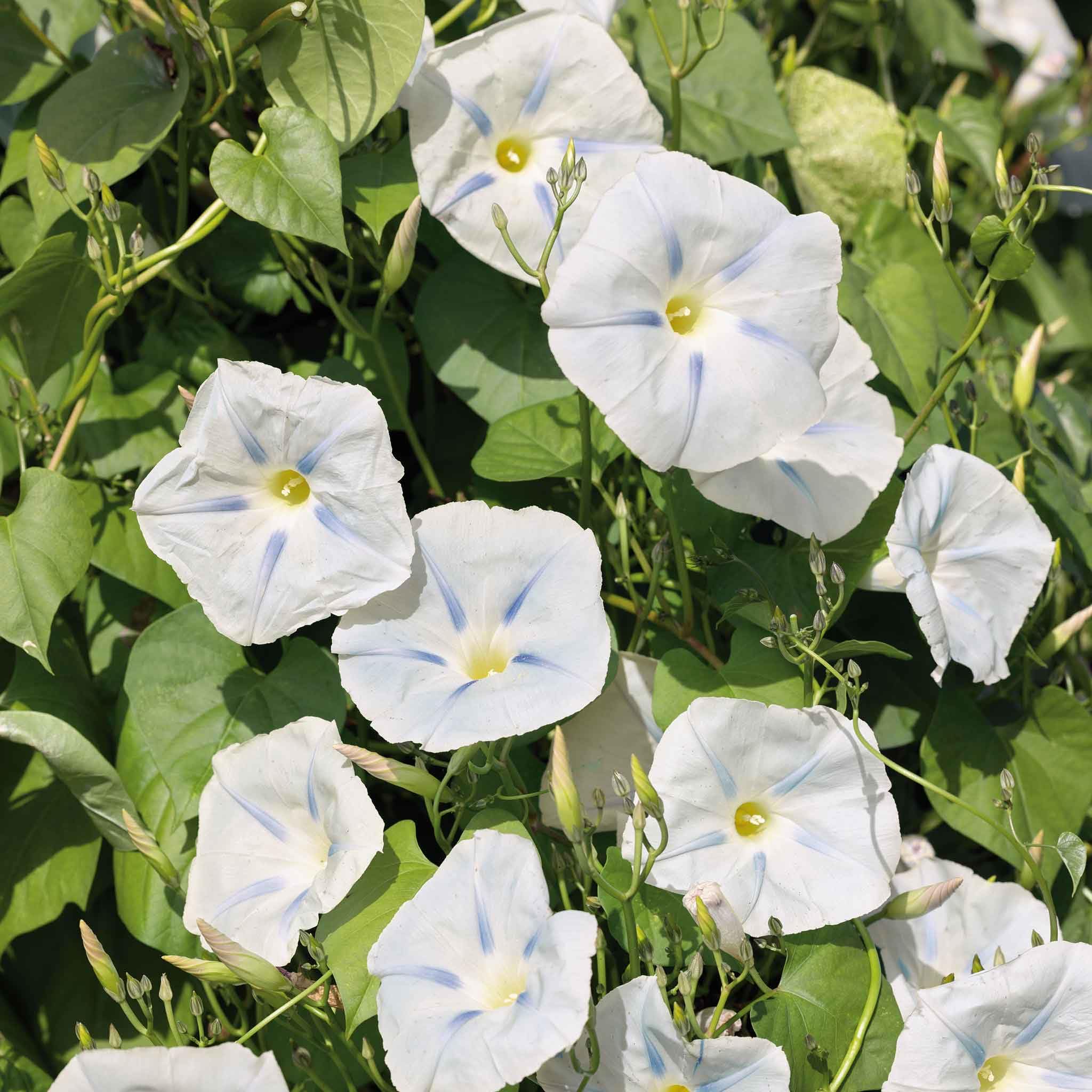 Eden Brothers Morning Glory Seeds - Ismay, Non-GMO Flower Seeds for Planting, 1 oz | Low-Maintenance, Fast-Growing Annual Vine | Perfect for Spring Planting in USDA Zones 1-10 | Ideal for Trellises, Fences & Container Gardens
