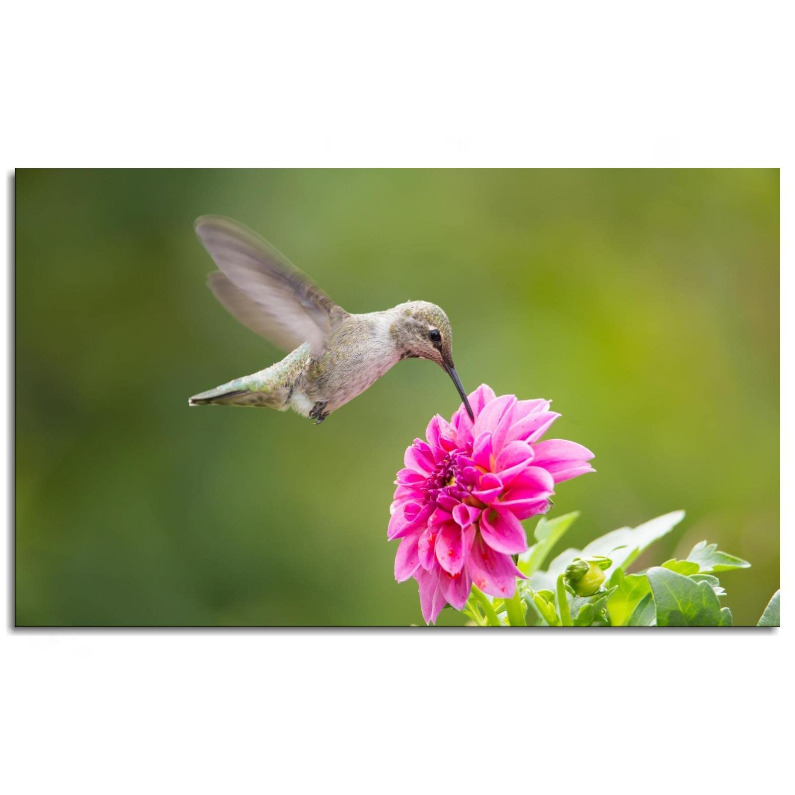 Hummingbird Canvas Wall Art - 20