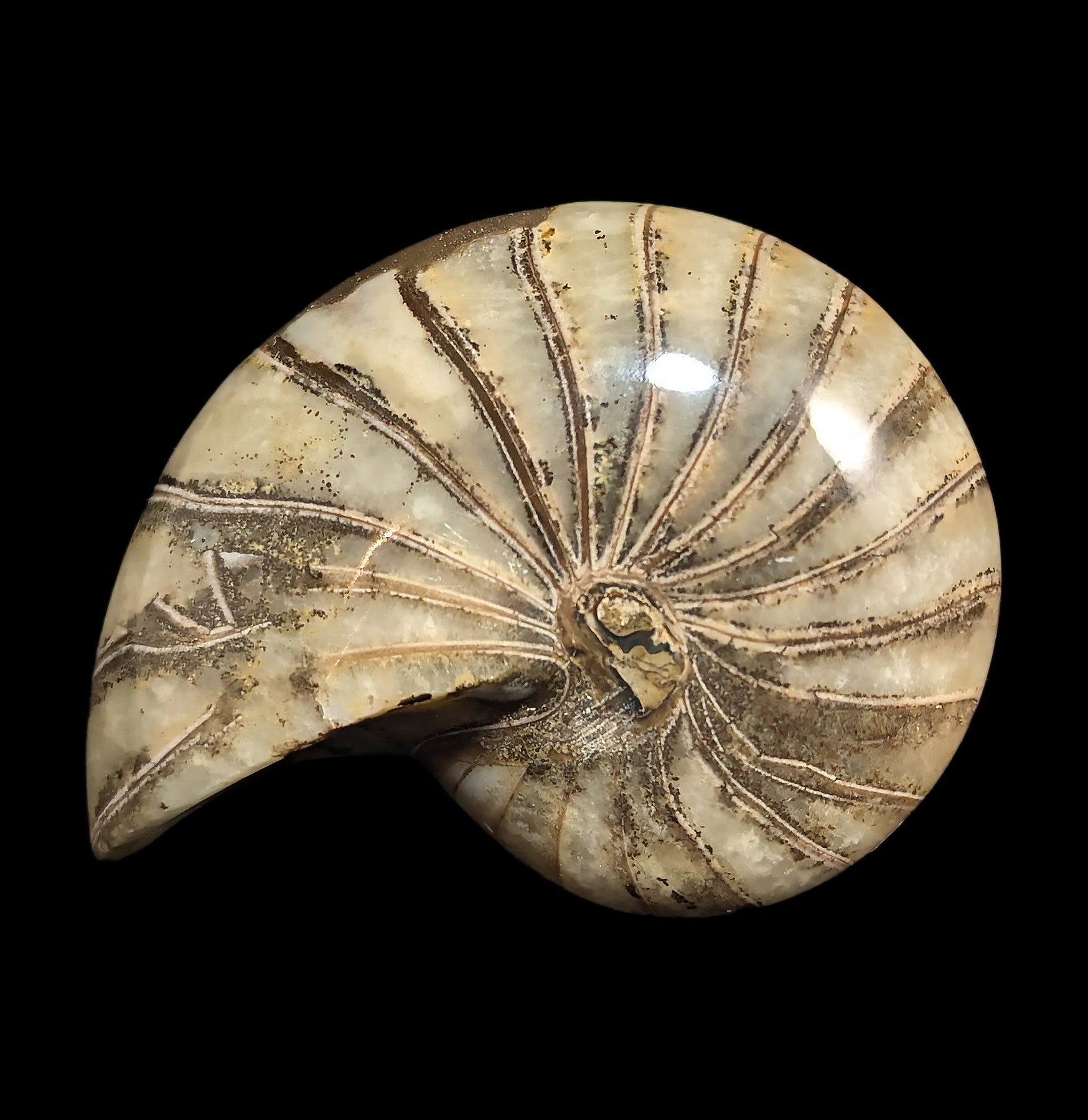 Fossil Nautilus Shell Pair - Genuine Natural Collectible Specimens for Home Decor, Classroom Display & Science Education - Perfect for Geology Enthusiasts and Interior Design