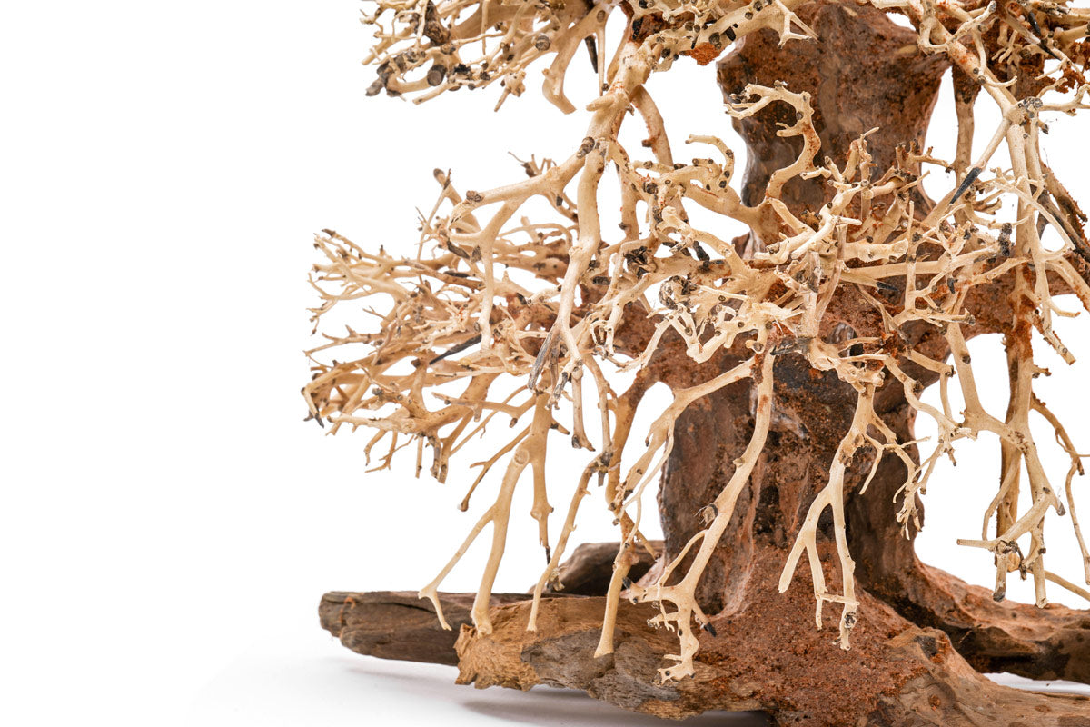 UNS Bonsai 002 - Premium Miniature Bonsai Tree for Home & Office Decor | Perfect Gift for Plant Lovers, Zen Garden & Indoor Gardening Enthusiasts