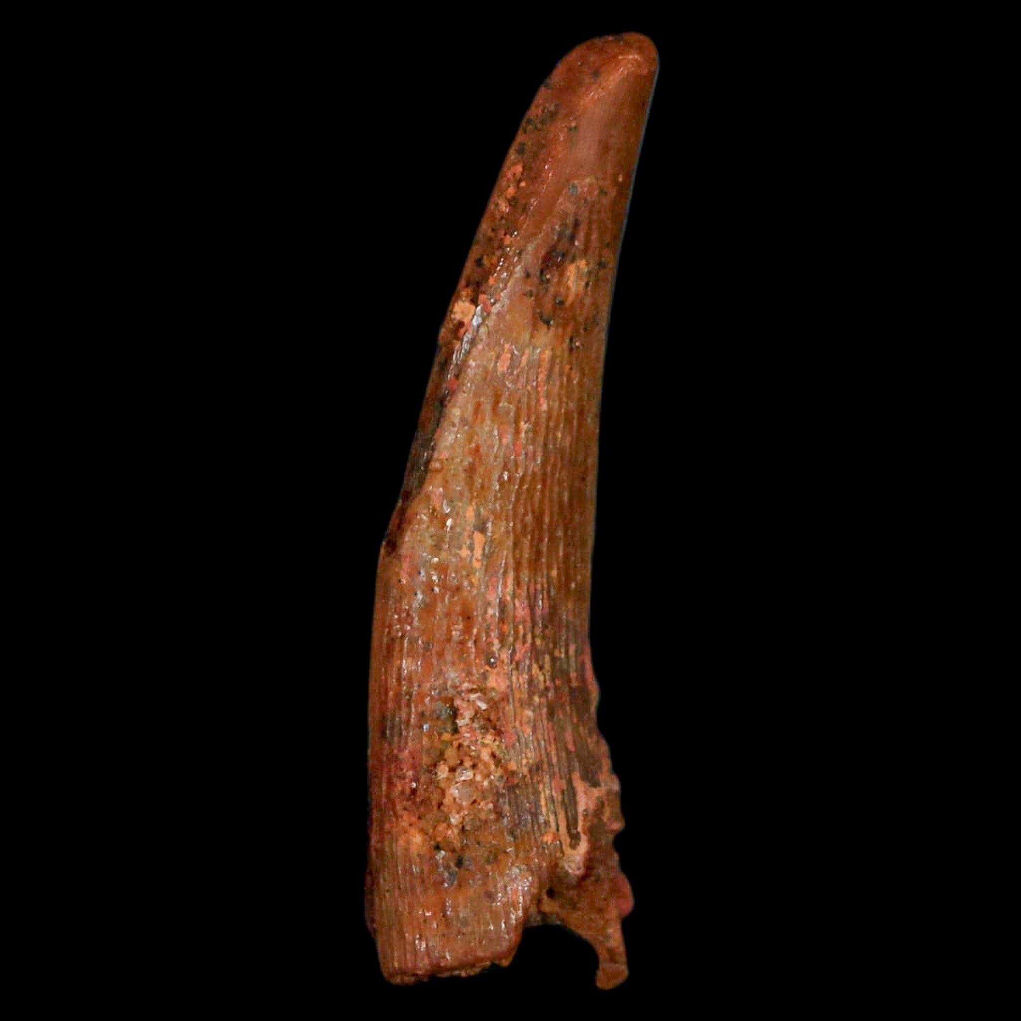 Authentic Pterosaur Coloborhynchus Fossil Tooth - Upper Cretaceous Era - Morocco Origin with COA - Rare Collectible Display Piece for Paleontology Enthusiasts & Home Decor