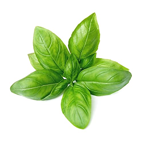 Basil USDA