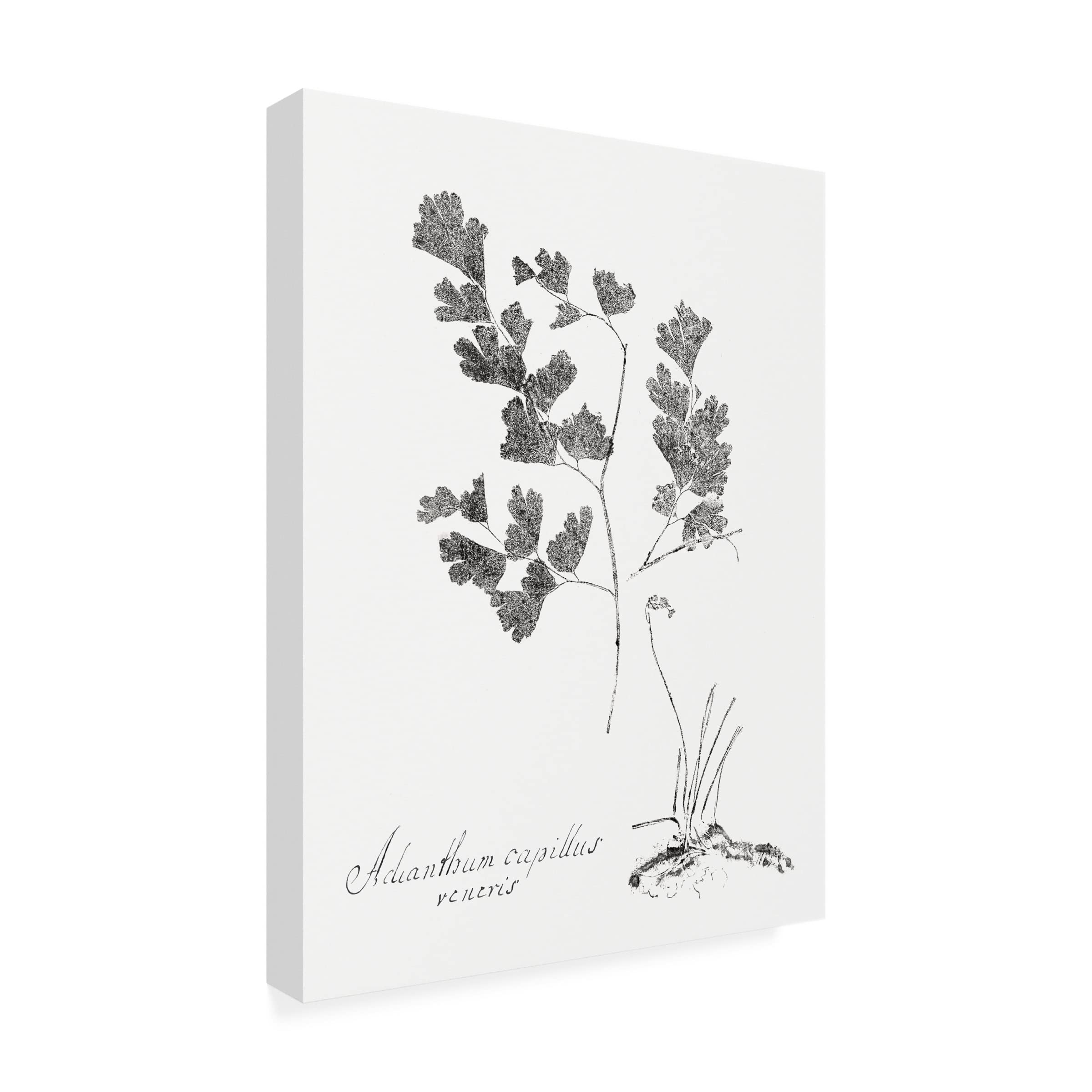 Trademark Fine Art 'Botanical Imprint I' Canvas Wall Art Print by Vision Studio - Nature Inspired Home Decor for Living Room, Bedroom & Office