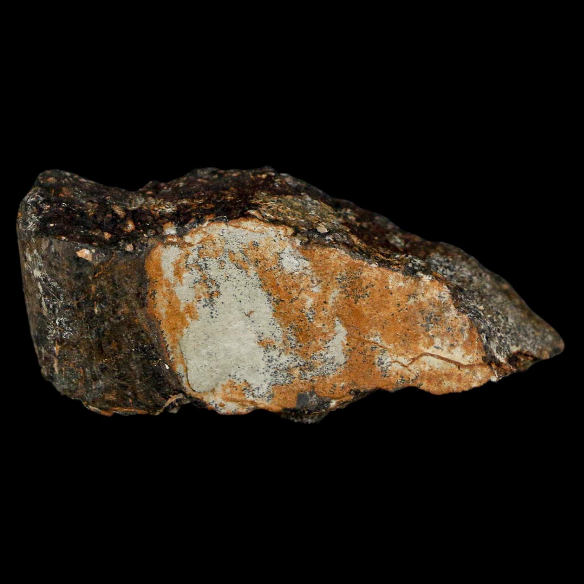 Authentic 2 Stegosaurus Fossil Bones from Morrison Formation, Wyoming - Jurassic Age Dinosaur Fossils with COA - Perfect for Paleontology Collectors & Dinosaur Enthusiasts