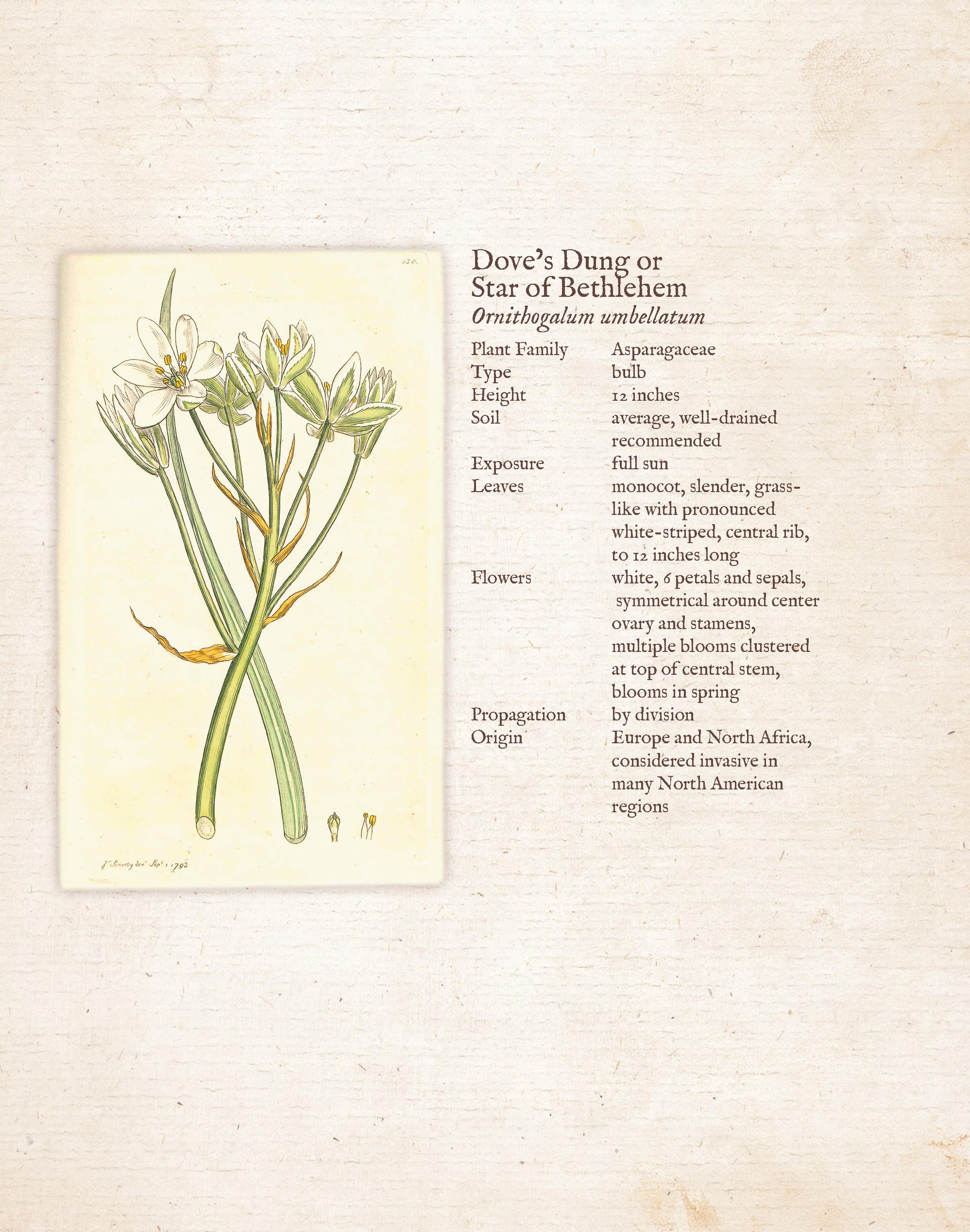 My Father is the Gardener - Biblical Devotions on Botany & Gardening | Christian Gardening Book for Bible Study & Spiritual Growth