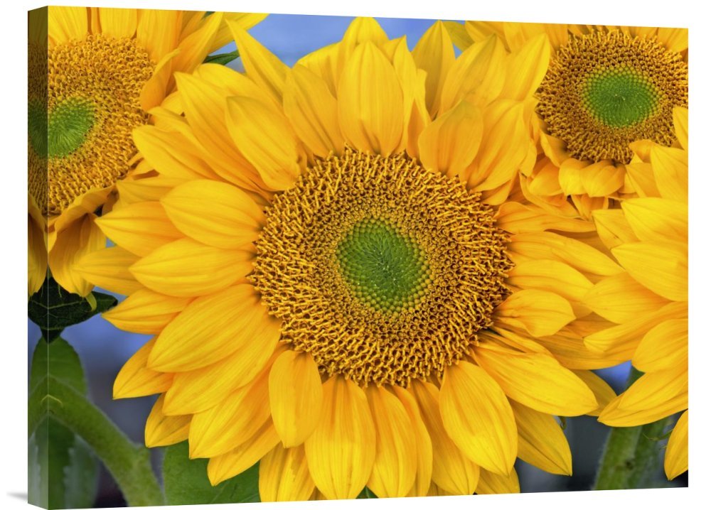 Tim Fitzharris Common Sunflower Canvas Print - Symmetrical Seed Heads Wall Art - North America Inspired Gallery Wrap Giclee - Perfect for Living Room, Bedroom & Office Decor