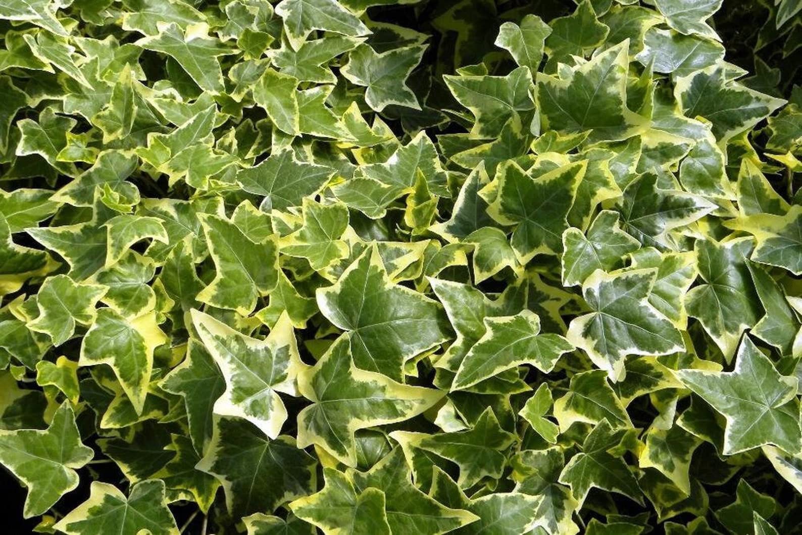 Golden English Ivy - 5 Live Plants in 6 Inch Pots - Hedera Helix - Easy Care Indoor Air Purifying Houseplant Vine for Home, Office & Garden Decor
