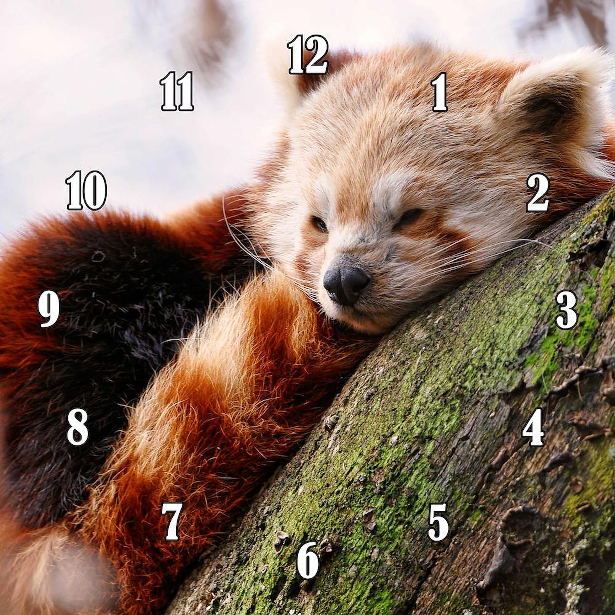 RED Panda 10 Inch Wall Clock - Decorative Silent Non-Ticking Clock for Living Room, Kitchen, Office & Home Decor | Perfect Gift Idea for Animal Lovers