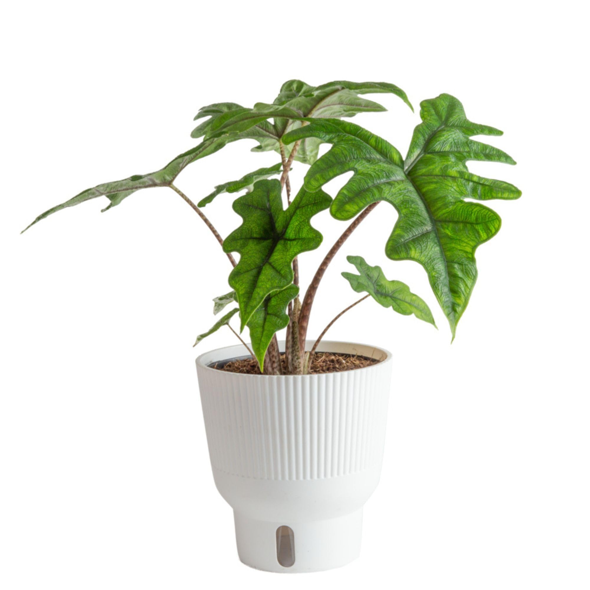 Rare Alocasia Jacklyn Live Indoor Plant - 6-Inch Self-Watering Pot with Soil | Costa Farms Tropical Houseplant for Home & Office Decor | Perfect for Living Rooms, Bedrooms & Workspaces