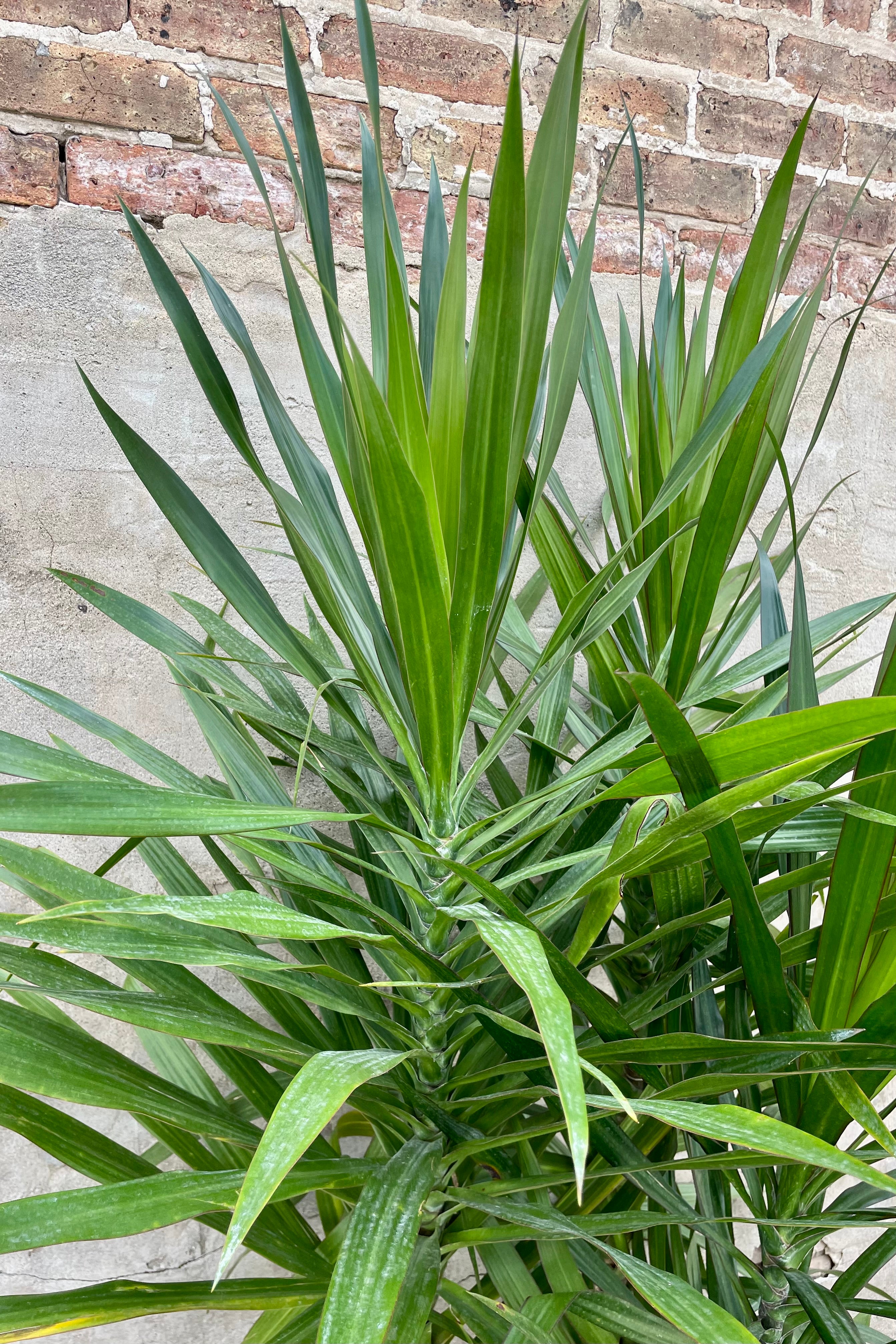 Dracaena 'Tarzan' Bush - 14