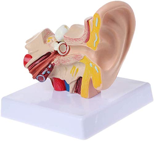 1.5X Life Size Human Ear Anatomy Model - Detailed Medical Teaching Tool for Students & Professionals | Perfect for Classrooms, Labs & Medical Training