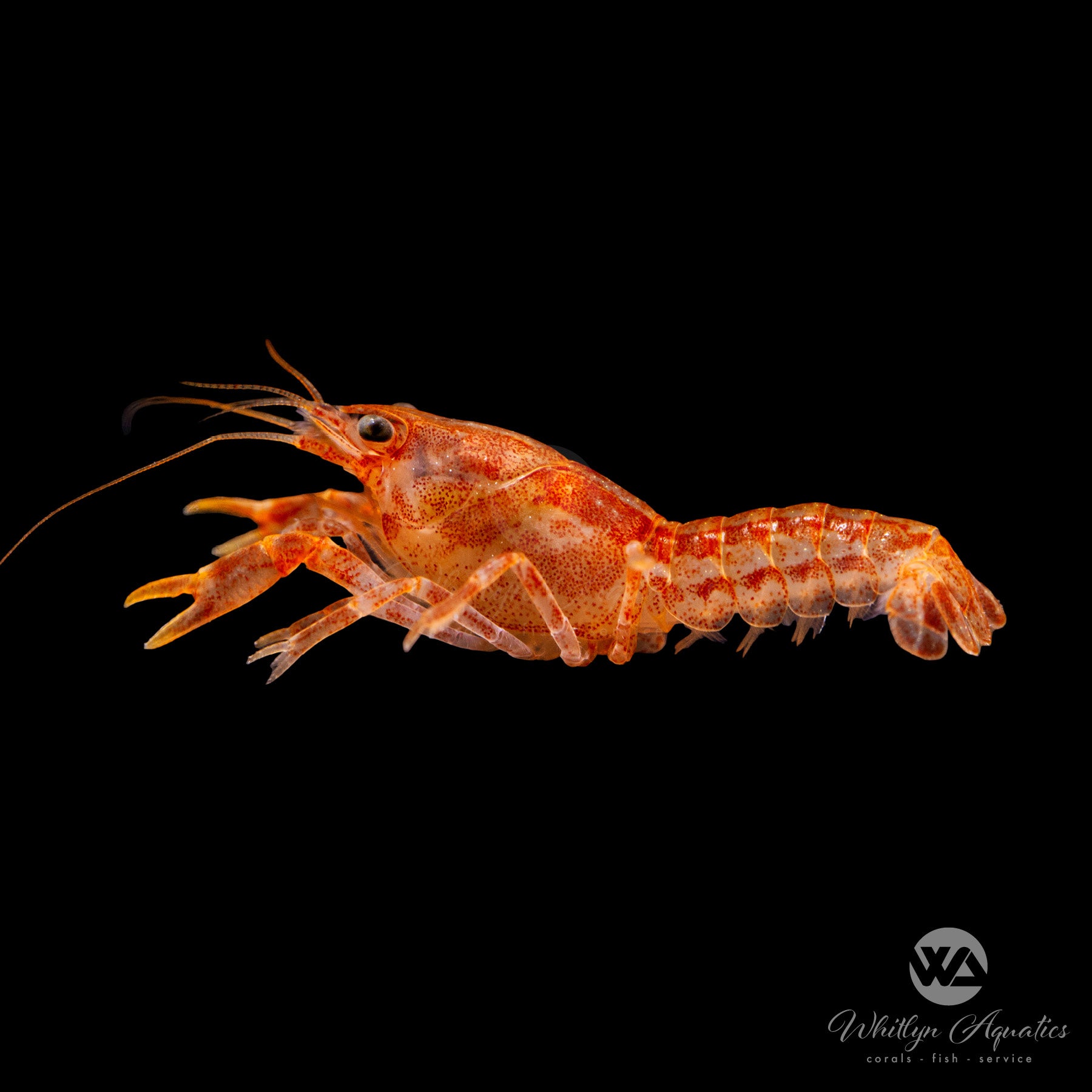 Orange Dwarf Mexican Crayfish (Cambarellus patzcuarensis) - Live Freshwater Aquarium Crayfish for Fish Tanks, Nano Tanks & Aquatic Habitats
