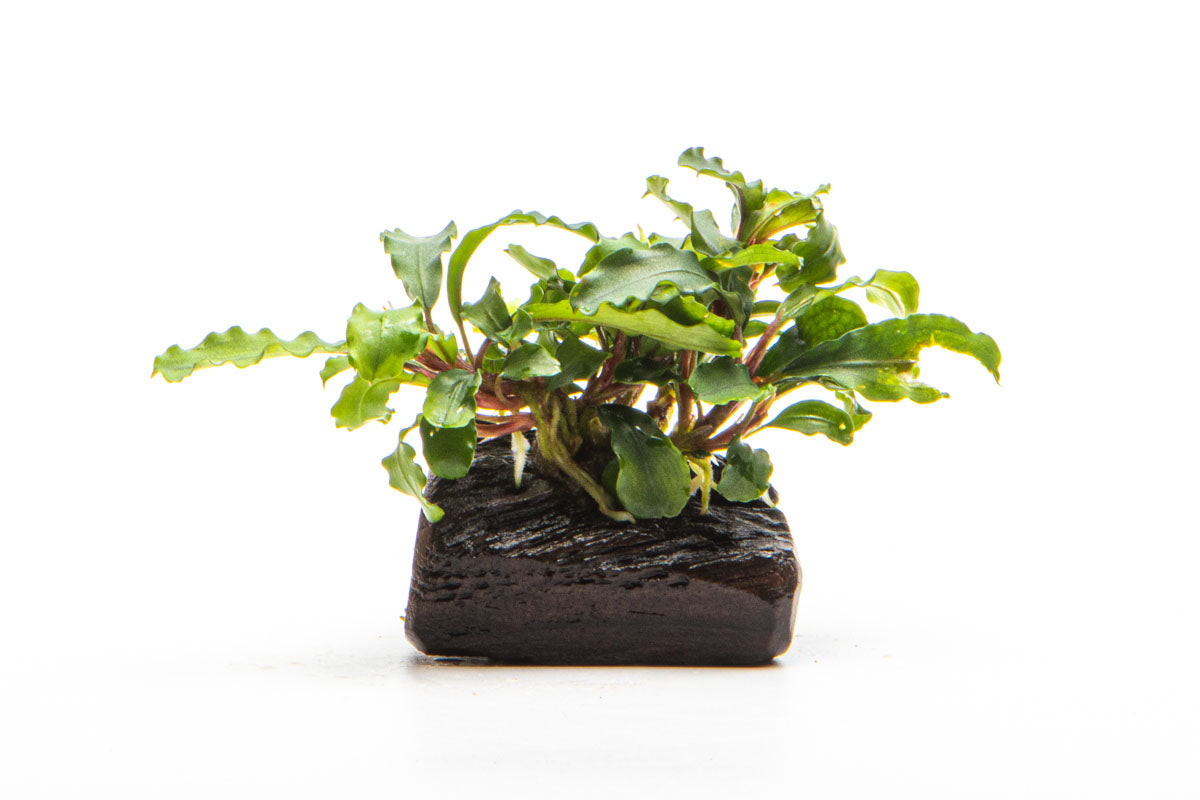 Bucephalandra Green Wavy Aquatic Plant for Aquarium - Live Driftwood Decor with Easy Care for Fish Tank, Shrimp Tank & Paludarium Setup