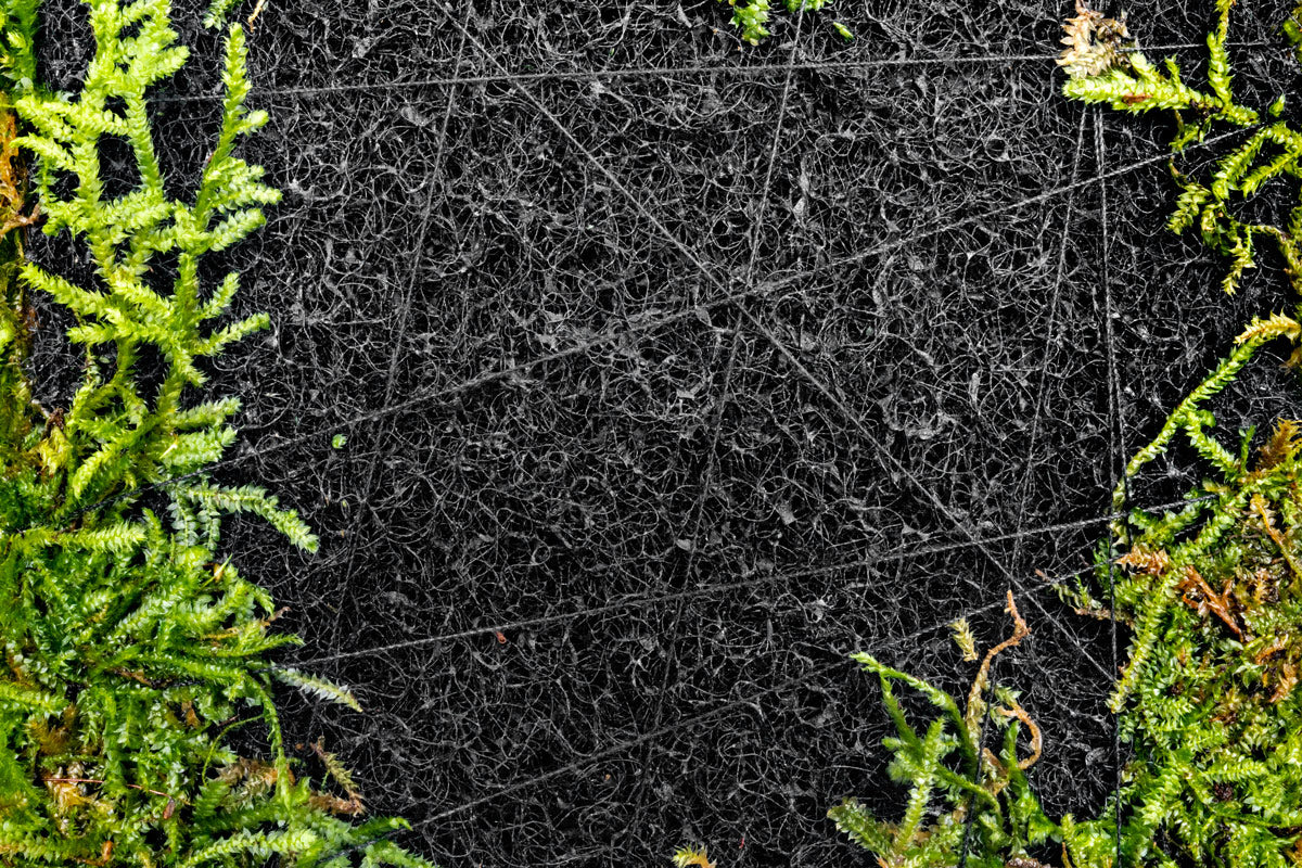 Premium Foresta Mat with Bolbitis Difformis & Christmas Moss - Live Aquarium Plant Carpet for Shrimp Tanks, Nano Aquascapes & Natural Aquatic Decor