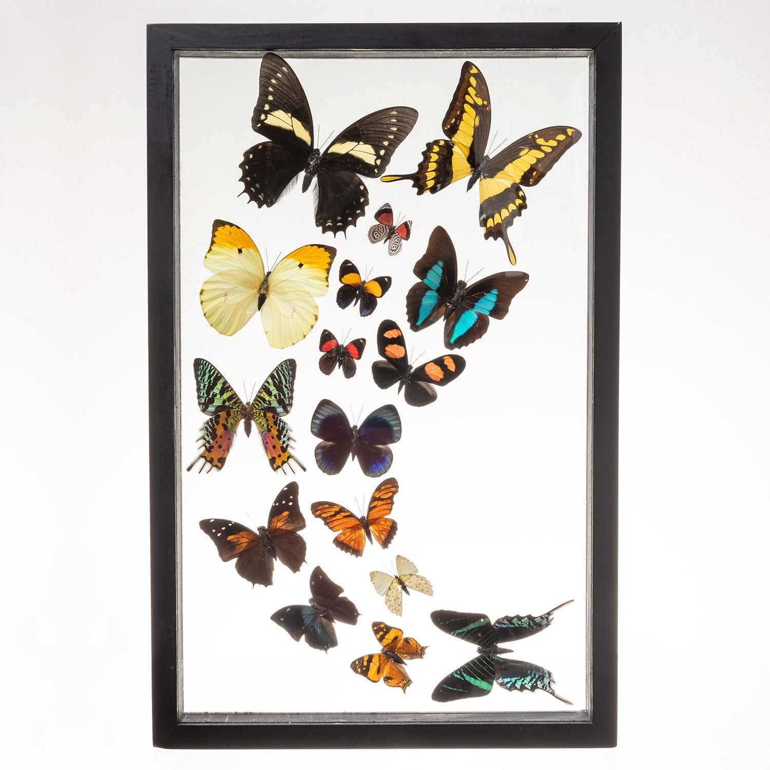 Authentic Real Taxidermy Butterflies in Elegant Black Frame - Set of 16 Beautifully Arranged Specimens | Perfect for Home Decor, Nature Lovers Gift & Entomology Display
