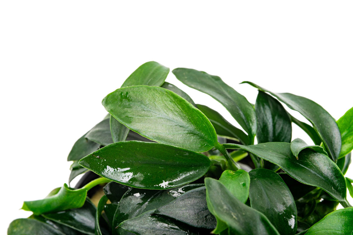 Anubias Jungle Star Aquatic Plant - Live Freshwater Aquarium Plant for Fish Tanks, Low Light & Easy Care - Perfect for Aquascaping, Shrimp Tanks & Natural Decor