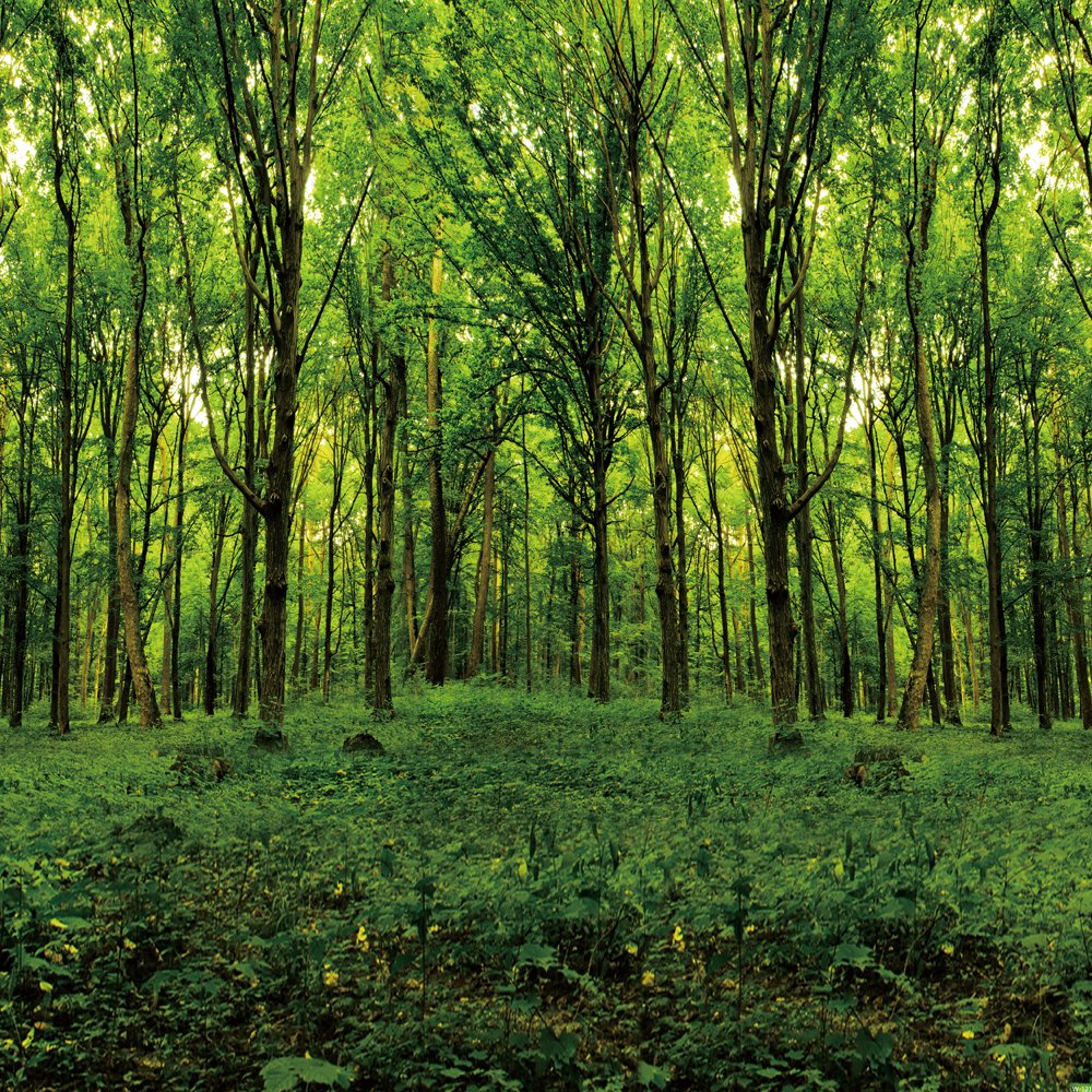 10x10ft Green Spring Jungle Forest Photography Backdrop - Natural Scenery Sunshine & Grassland Vinyl Background for Photo Booth, Outdoor Weddings, Studio Props (W-121) | Perfect for Birthday Parties, Baby Showers, and Social Media Content Creation