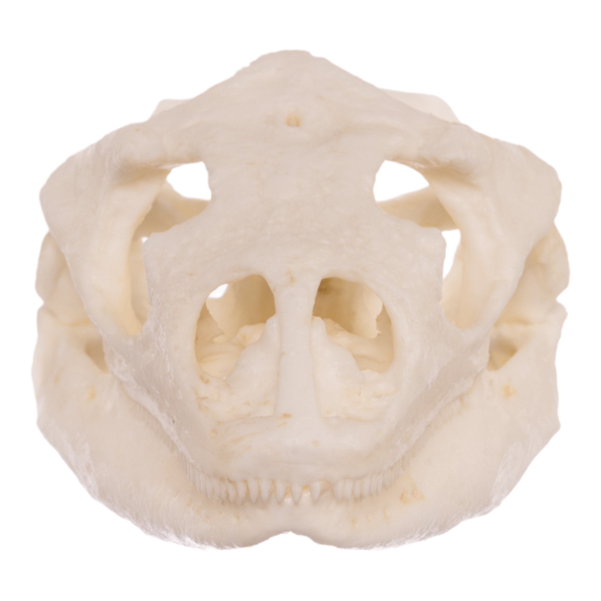 Authentic Replica Anegada Rock Iguana Skull - Lifelike Collectible Specimen for Science Education & Home Decor - Perfect for Biology Classrooms, Museum Displays & Gothic Home Decor