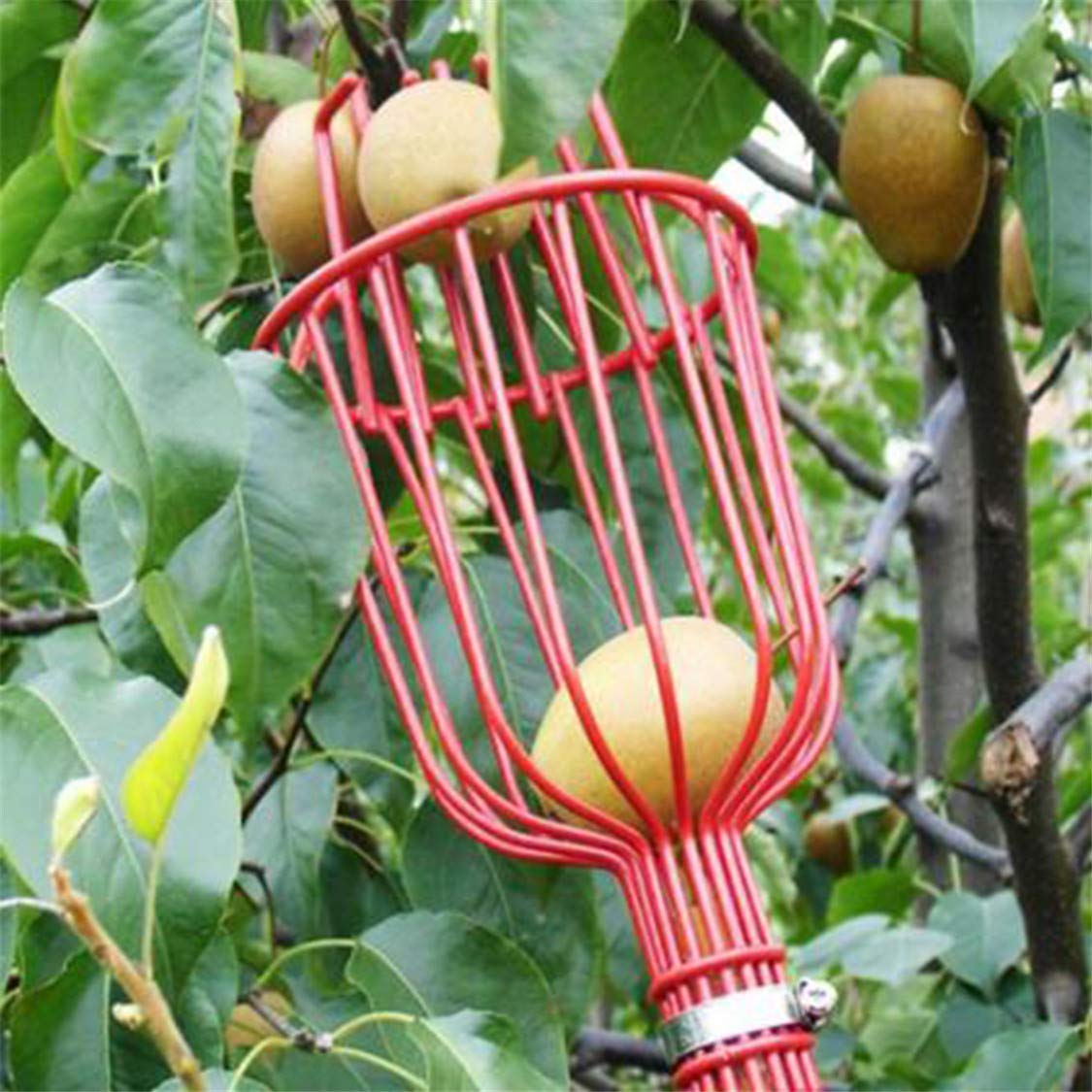 Aluminum Fruit Picker with Deep Basket - Lightweight Garden Tool for Harvesting Apples, Peaches & More | Perfect for Orchard, Backyard & Farm Use