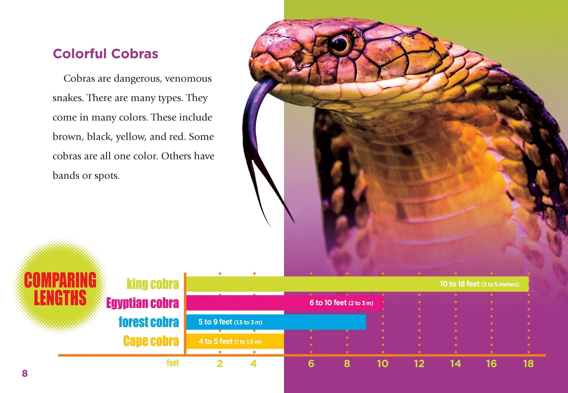 Cobras Book - ISBN 9781623102722 | Reptile Guide for Kids & Adults | Perfect for School Projects & Animal Lovers