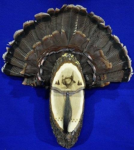 Premium Turkey Fan Mounting Kit - One of a Kind Turkey Fan and Beard Display for Hunting Trophies | Perfect for Wall Mounting, Cabin Decor, and Hunting Lodge Displays