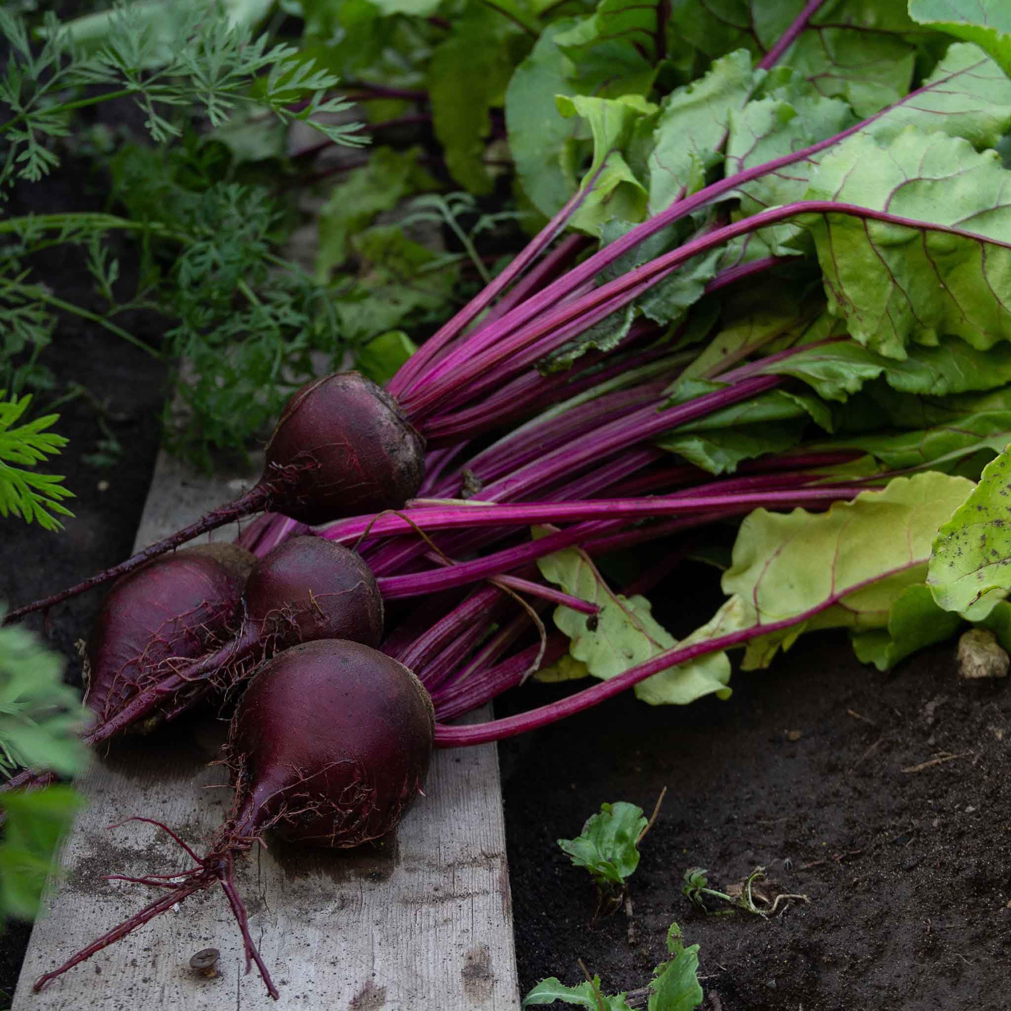 Eden Brothers Detroit Dark Red Beet Seeds for Planting - Non-GMO, Heirloom Vegetable Seeds for Home Garden, Canning & Fresh Eating