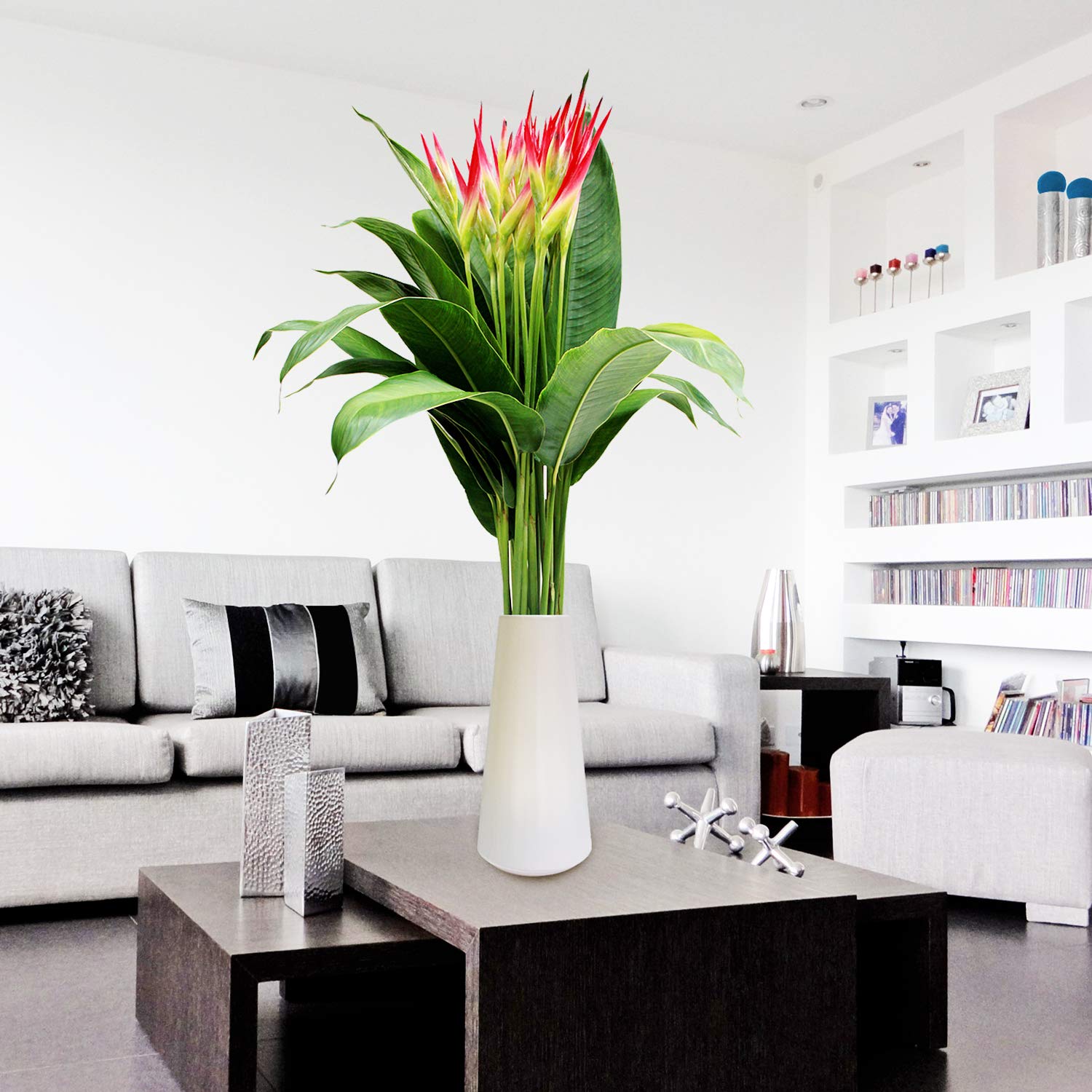 Bloomingmore Fresh Cut Heliconia Sassy Flowers - Perfect for Home Decor, Office Arrangements, Wedding Bouquets, DIY Projects, Party Centerpieces, Housewarming Gifts, Teacher Appreciation & Engagement Celebrations
