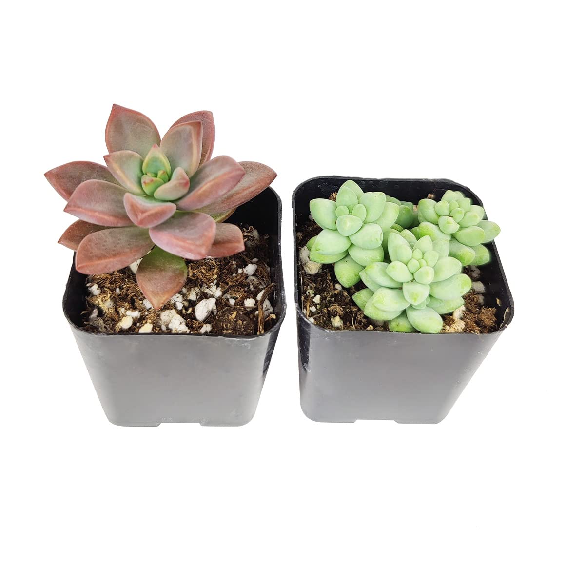Sedum Succulent Pack | Set of 2/4/6/8/10/24/36/48 Live Succulent Plants - Perfect for Home Decor, Office Desk, Wedding Favors & Garden Landscaping