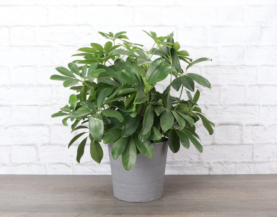 Thorsen's Greenhouse Live Umbrella Tree Plant (Schefflera Arboricola) in 6